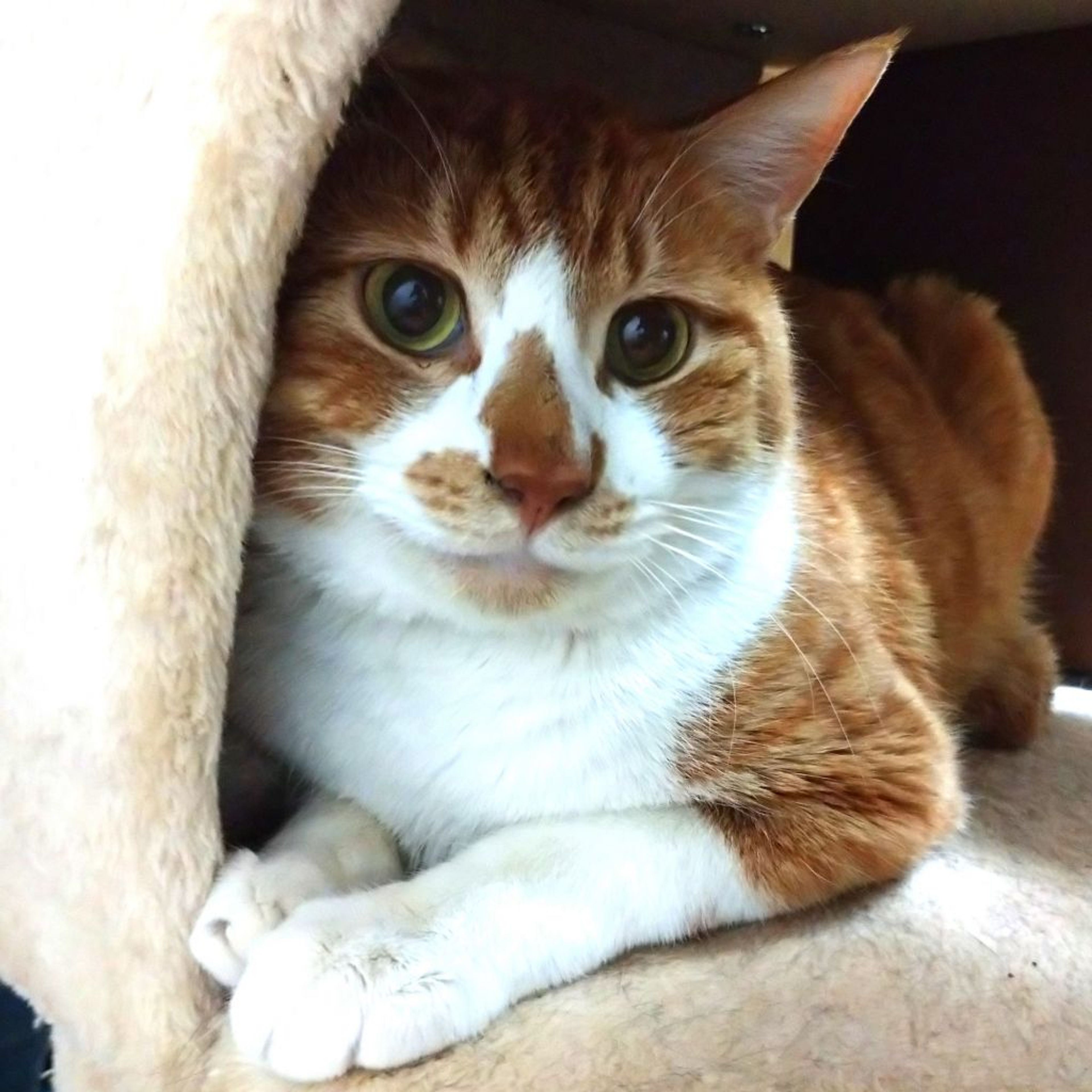 pet-image-5