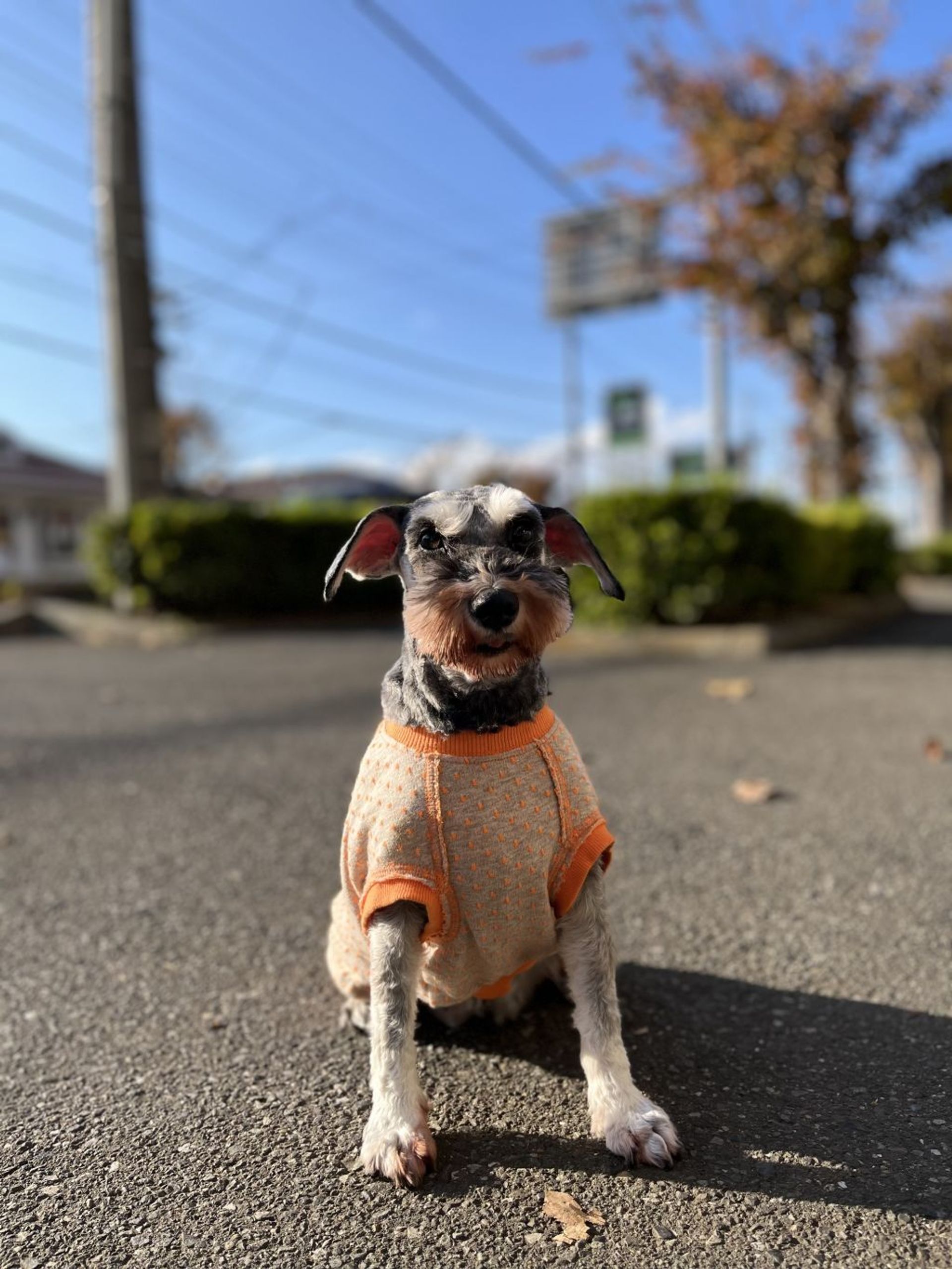 ミニチュア・シュナウザー・メスの里親募集の写真