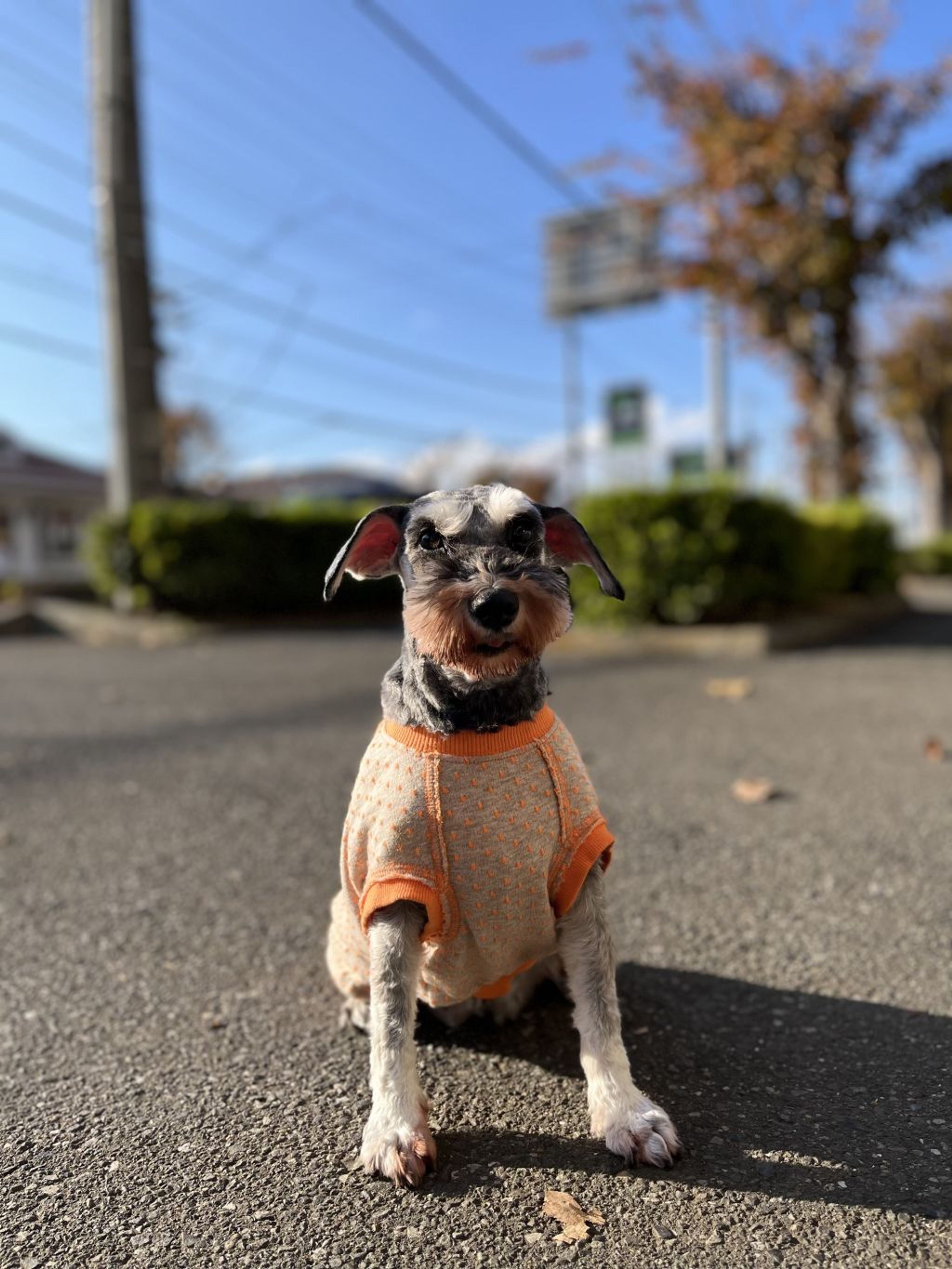 ミニチュア・シュナウザー・メスの里親募集の写真
