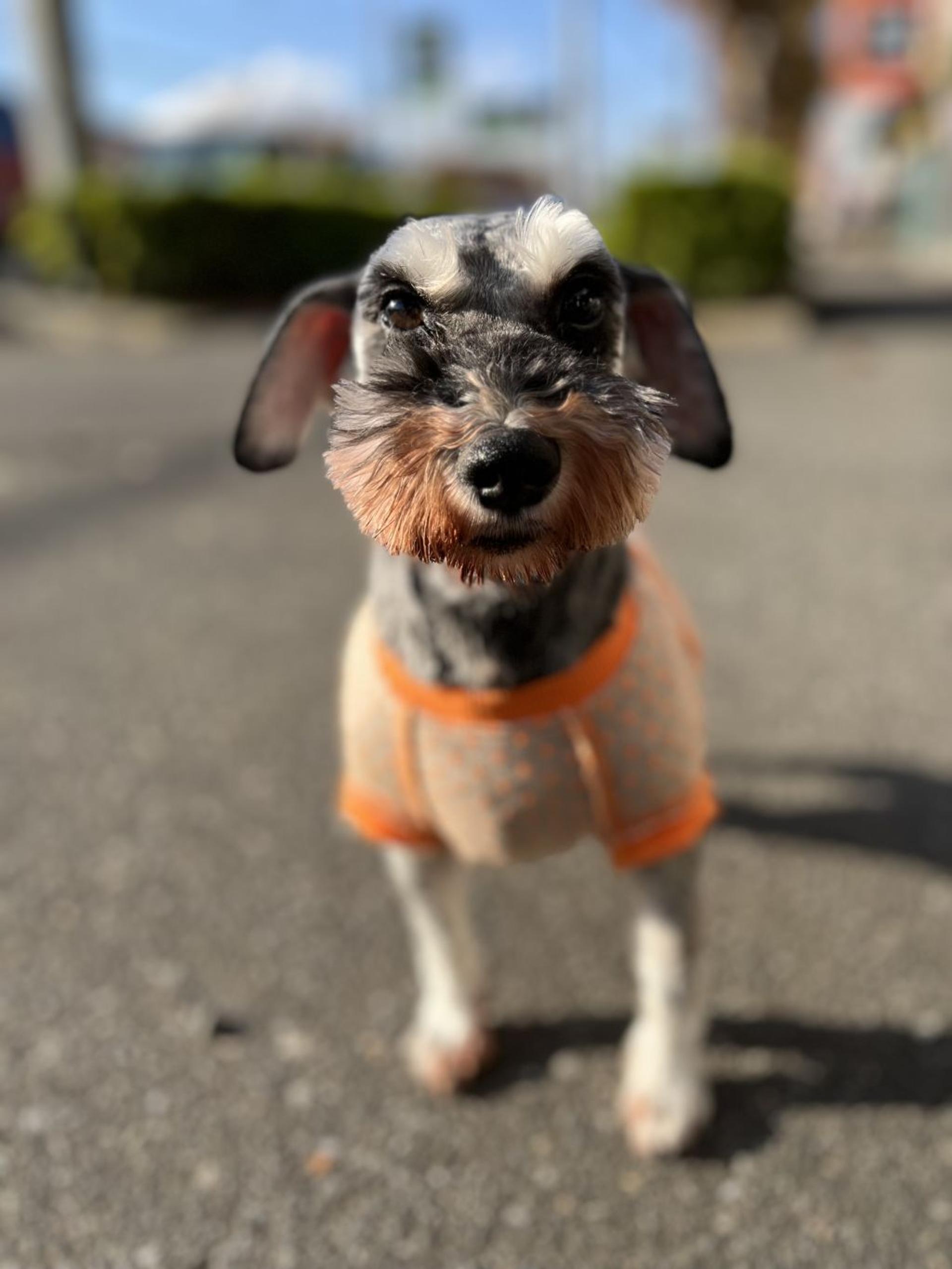 pet-image-3