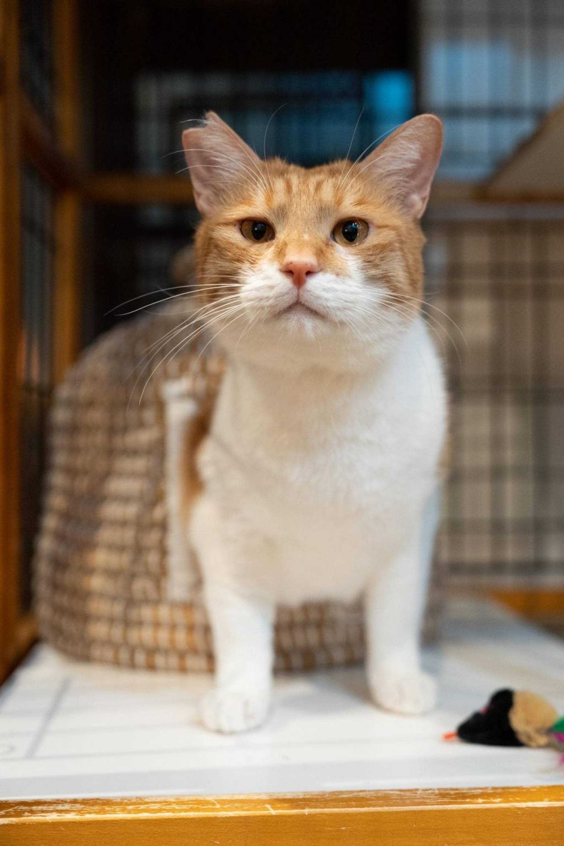 雑種（ミックス猫）・オスの里親募集の写真
