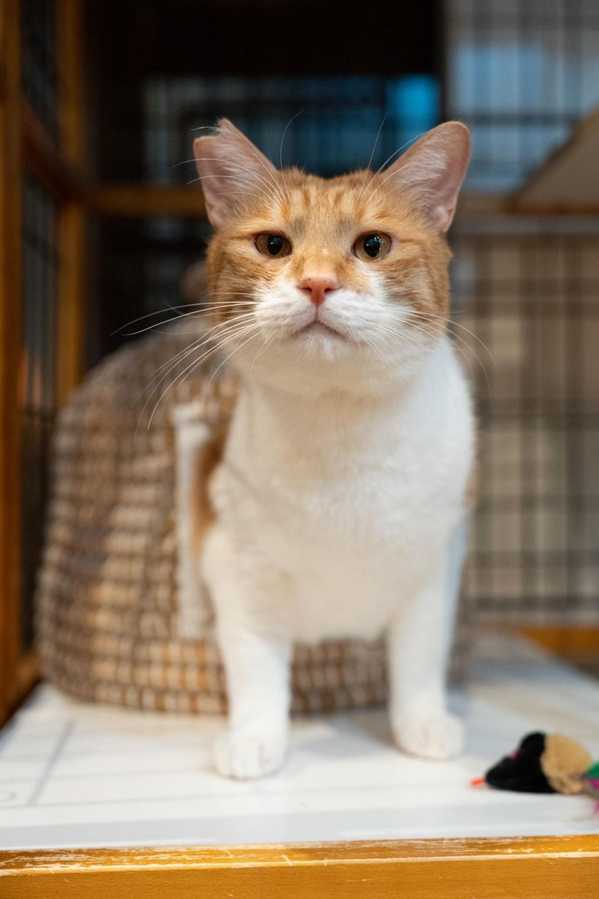 雑種（ミックス猫）・オスの里親募集の写真
