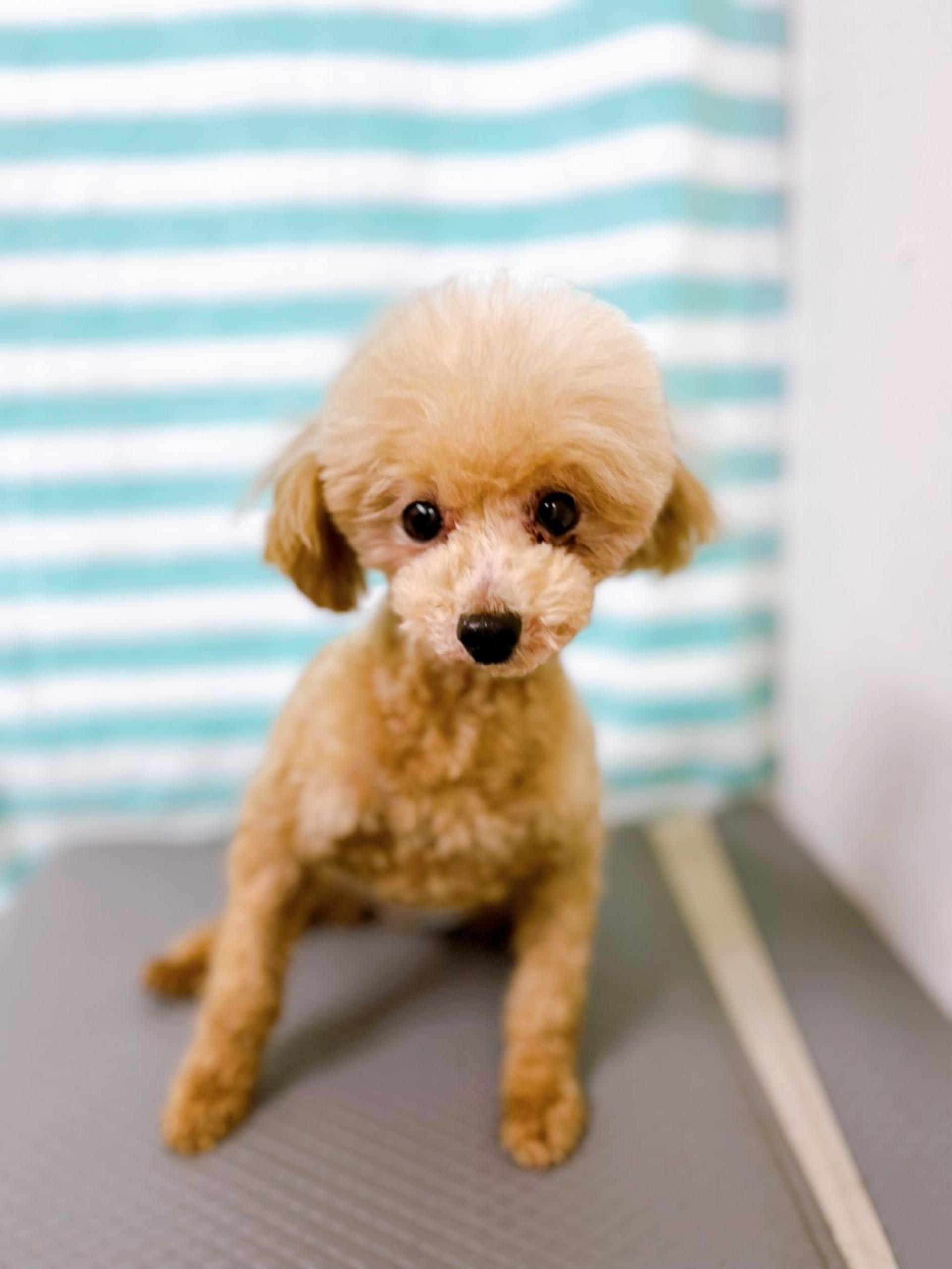 pet-image-3