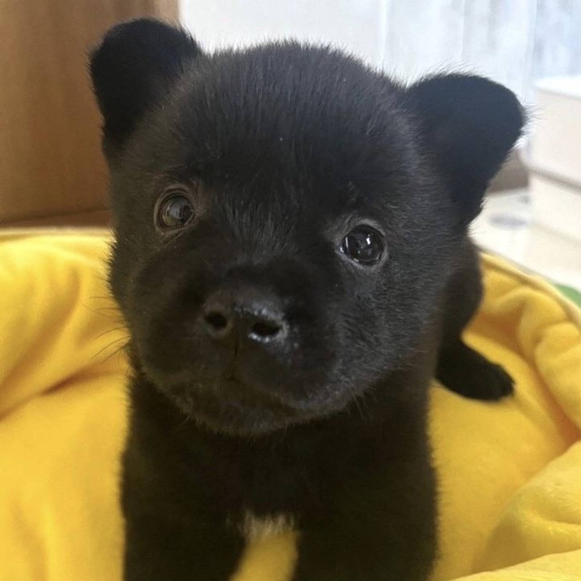 甲斐犬・メスの里親募集の写真