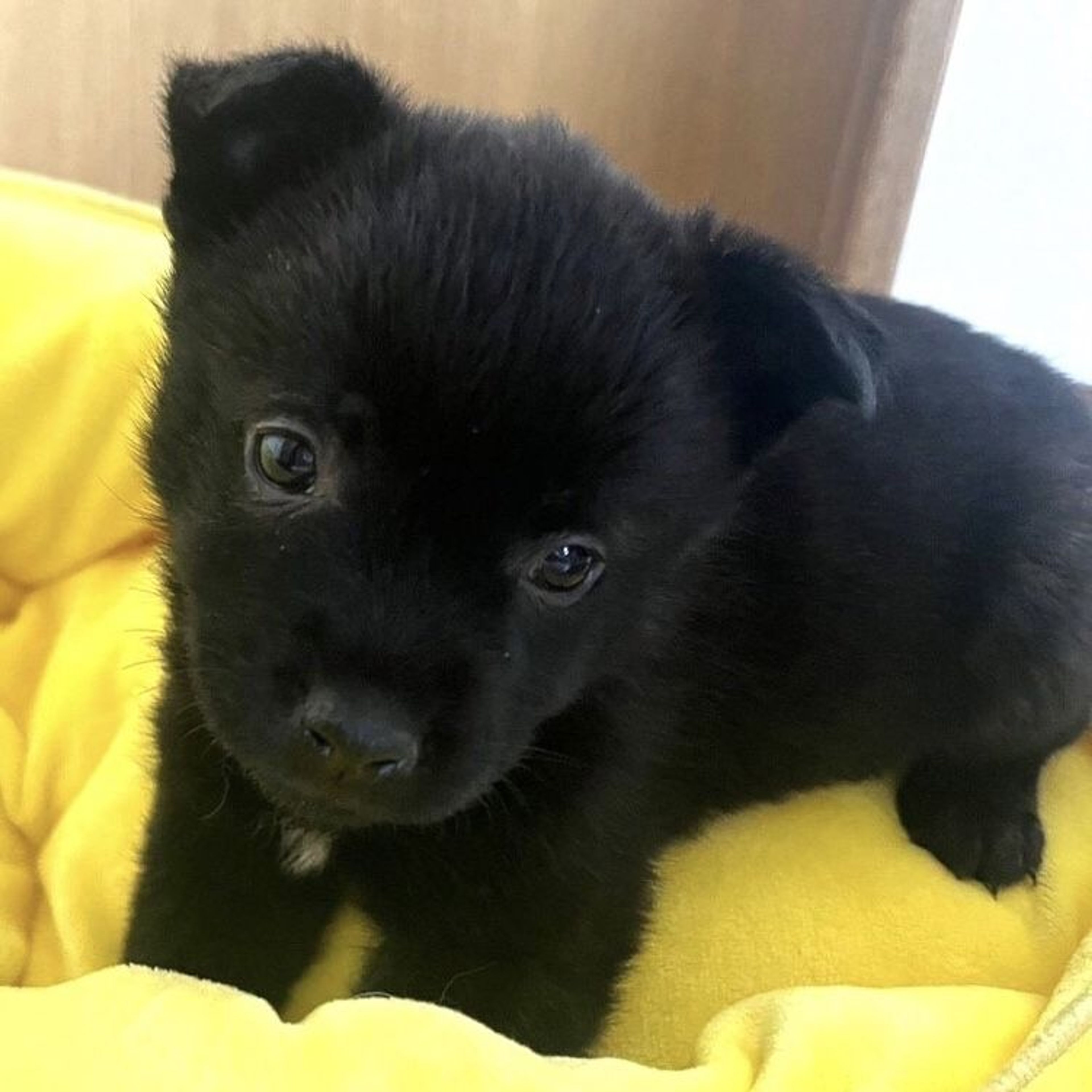 pet-image-2