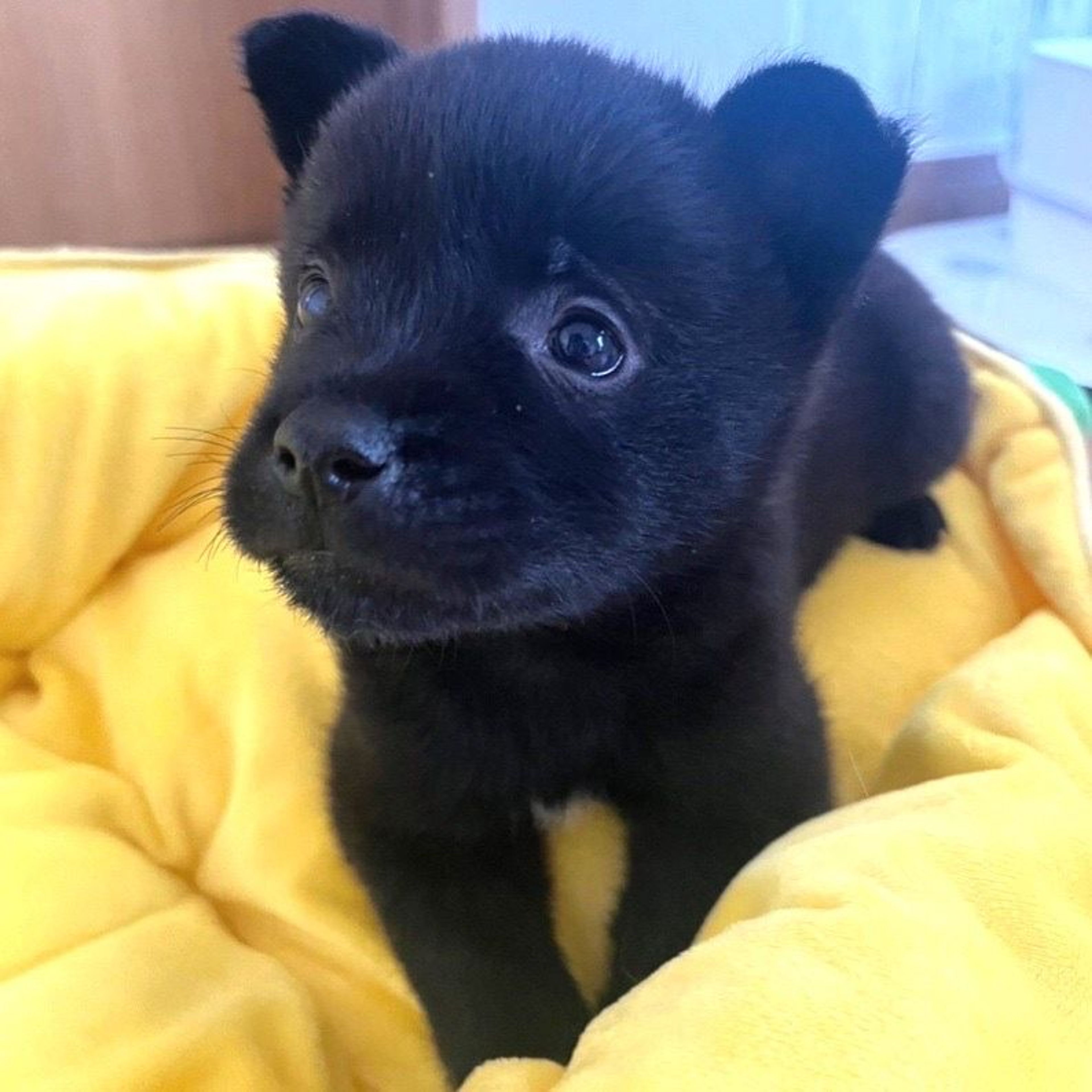 pet-image-3