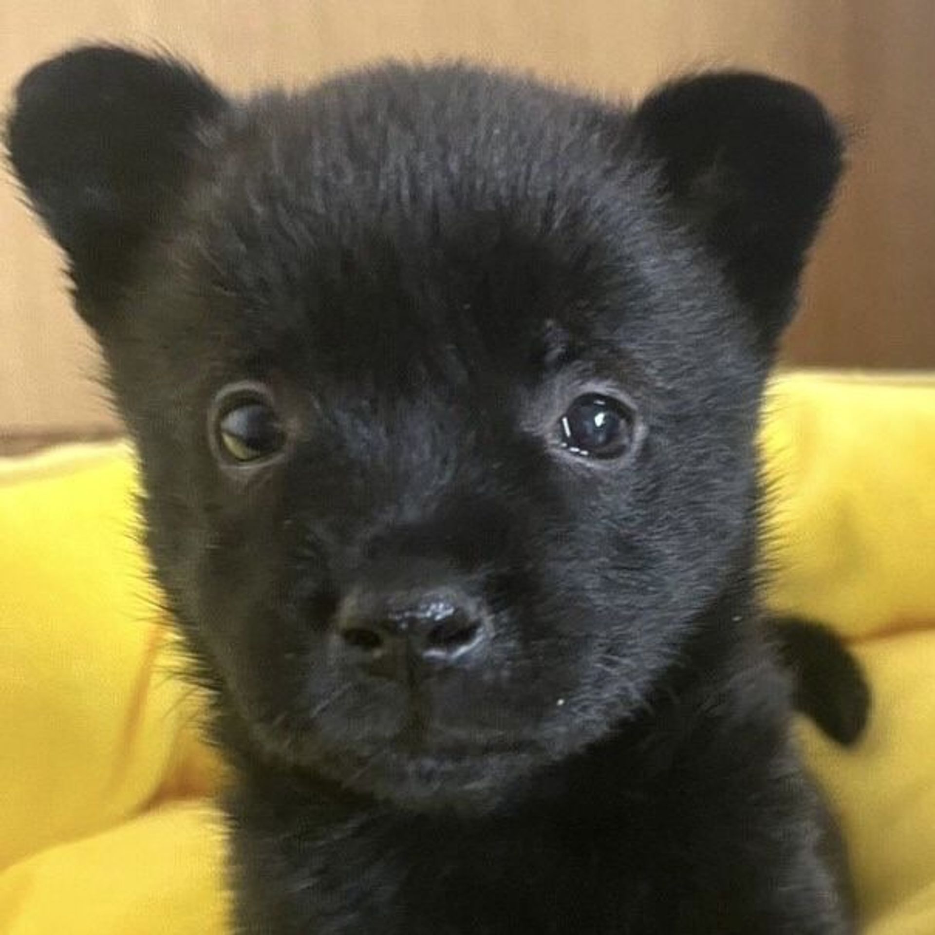 甲斐犬・メスの里親募集の写真
