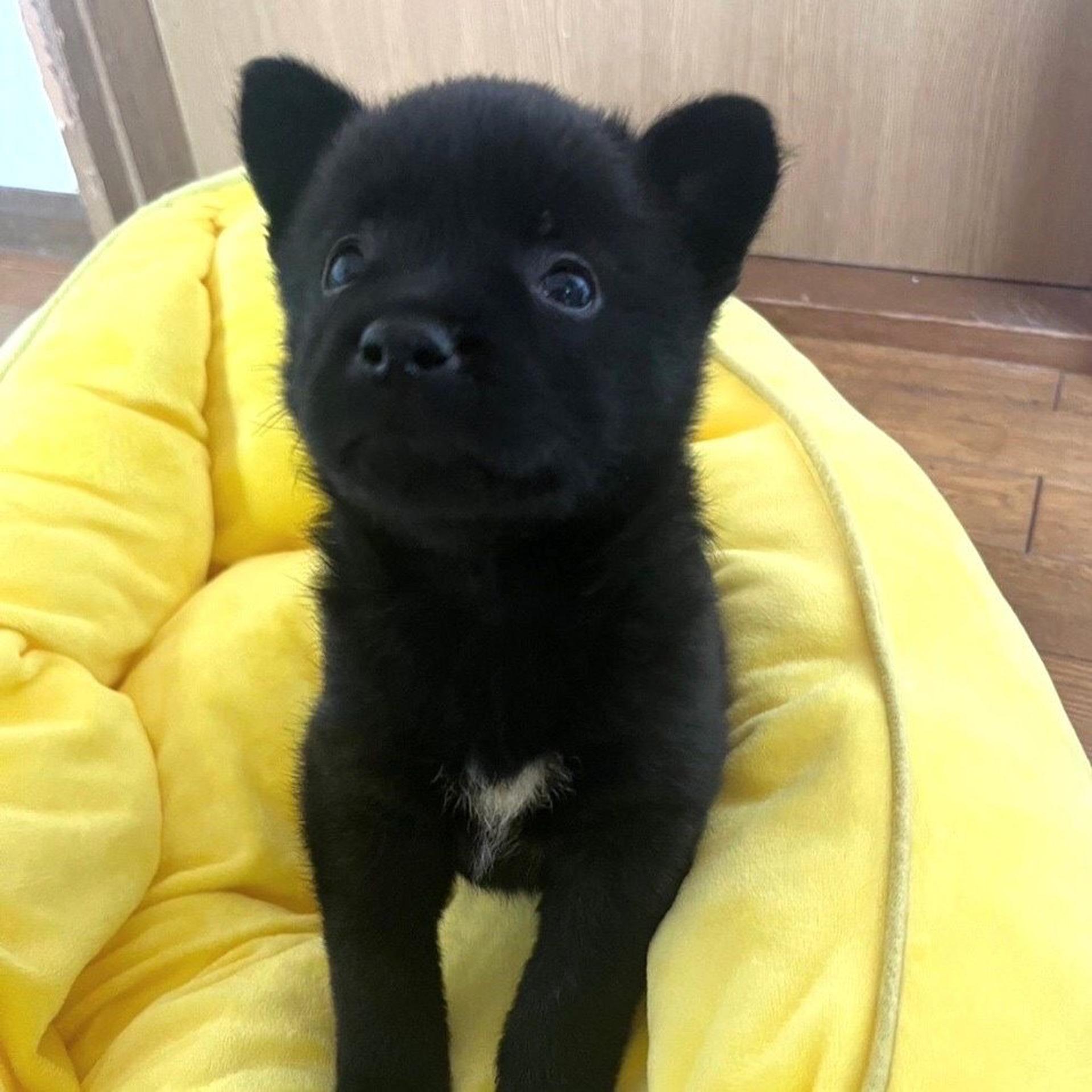 pet-image-4