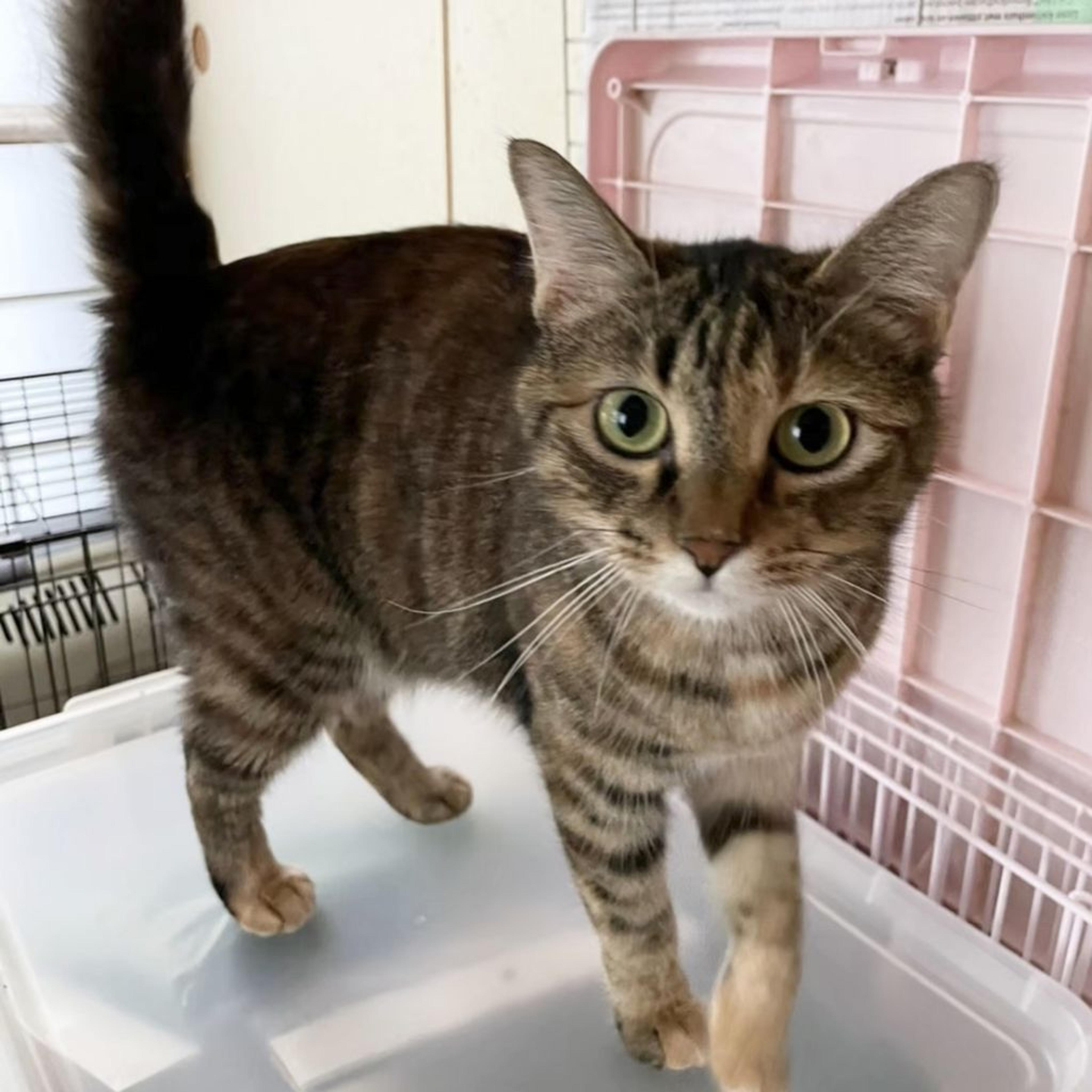 pet-image-2