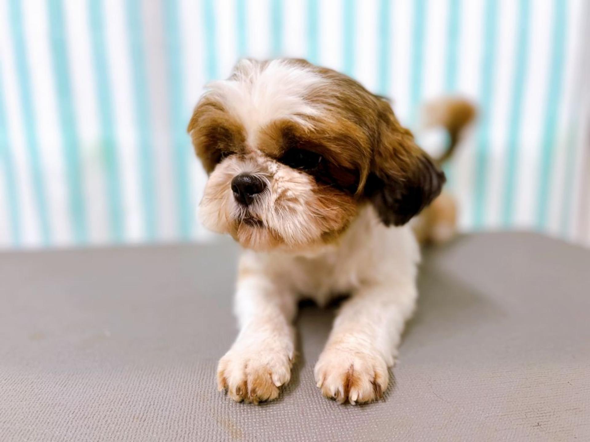 pet-image-3
