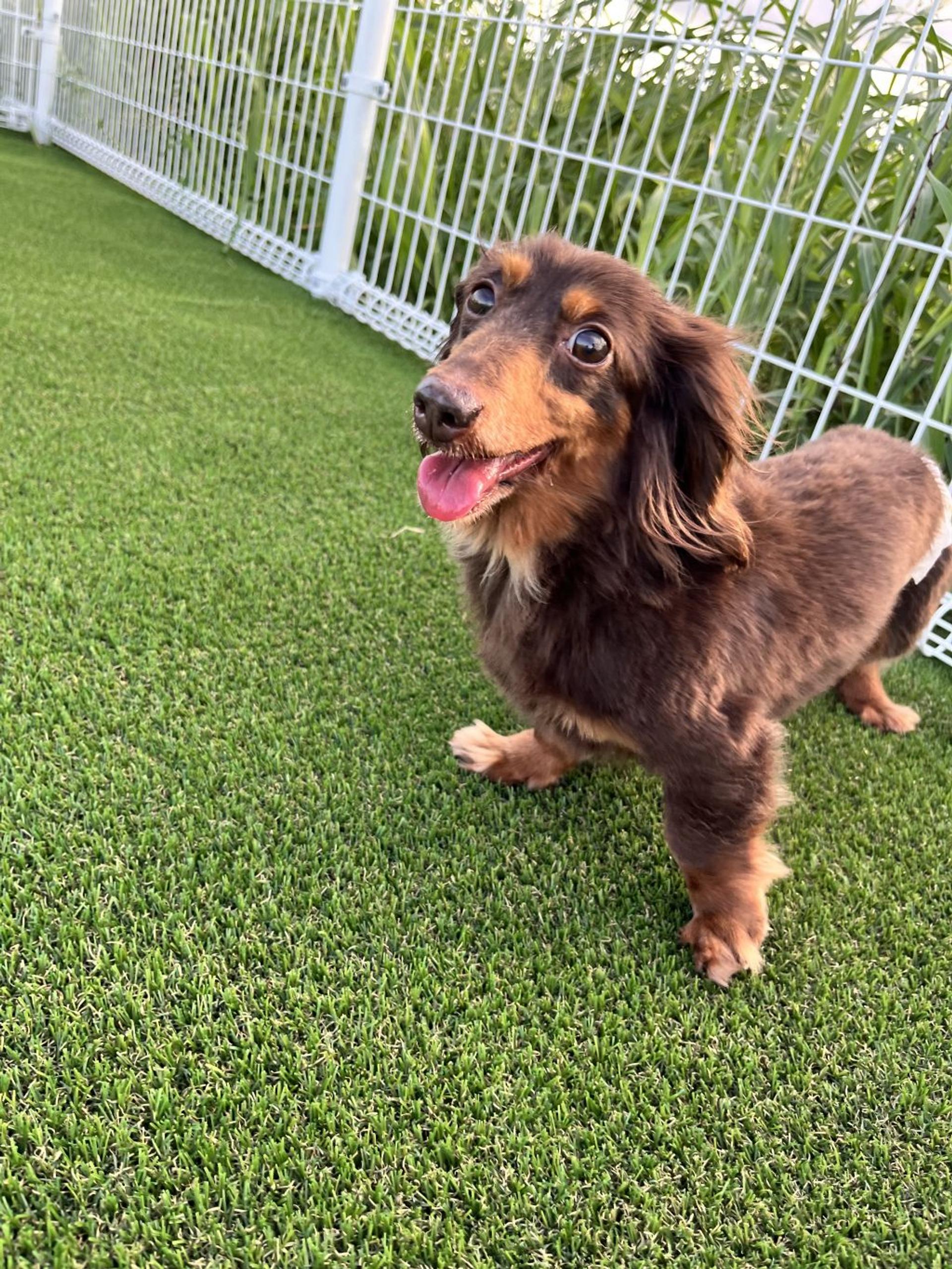 pet-image-3