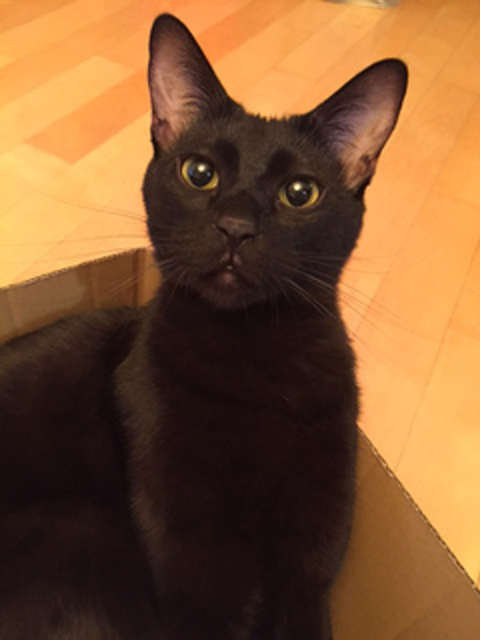 雑種（ミックス猫）・オスの里親募集の写真