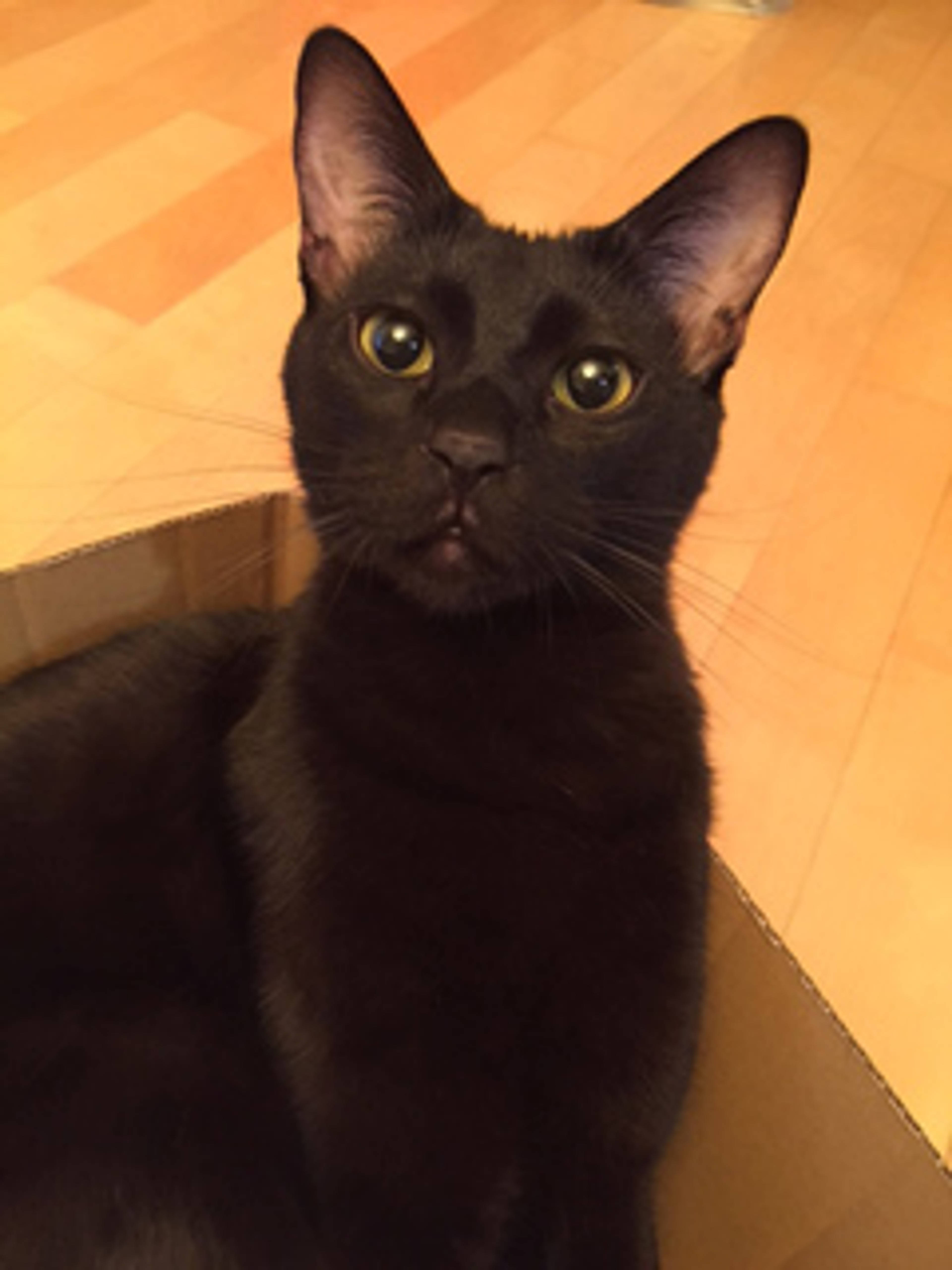 雑種（ミックス猫）・オスの里親募集の写真
