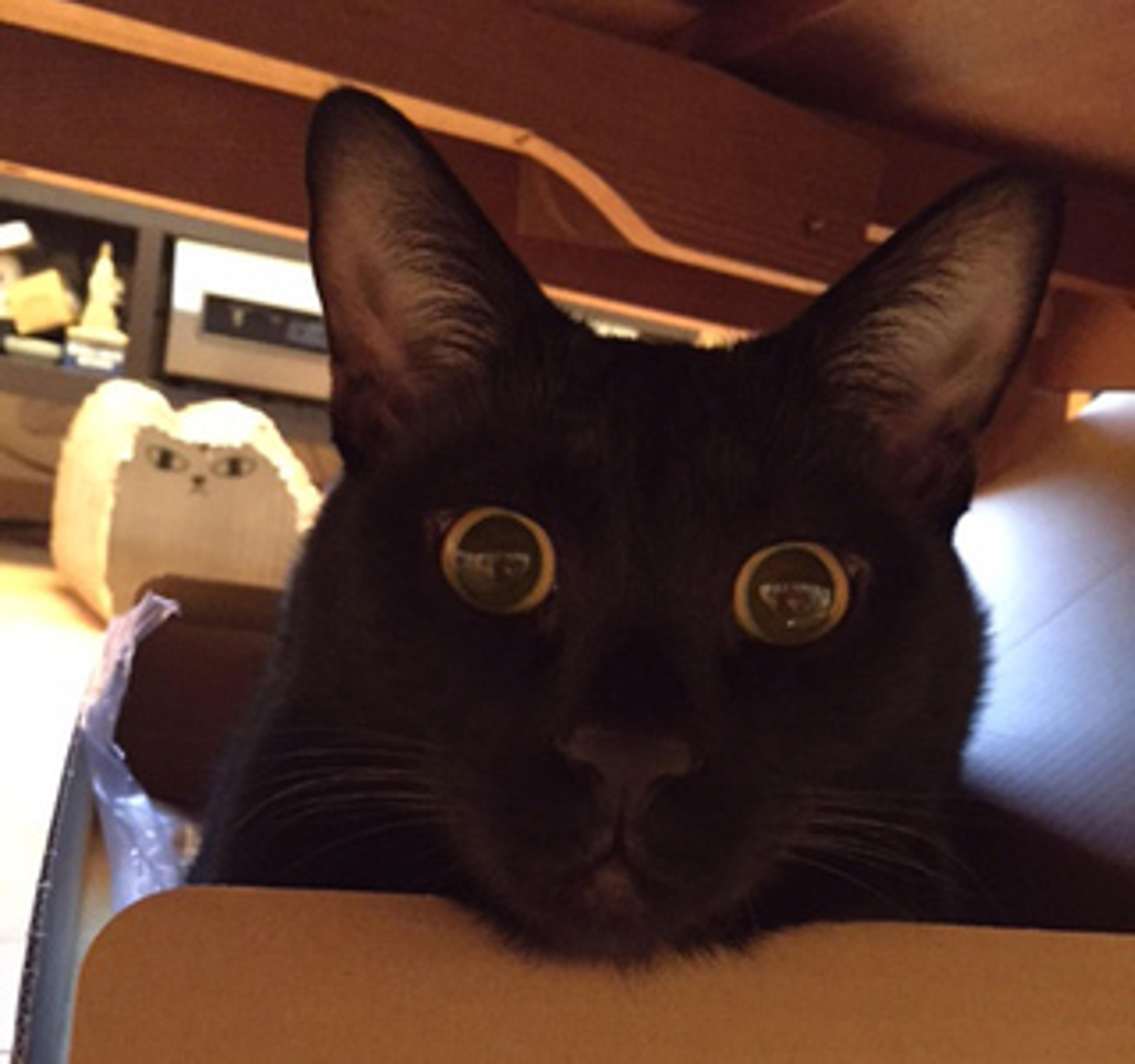pet-image-2