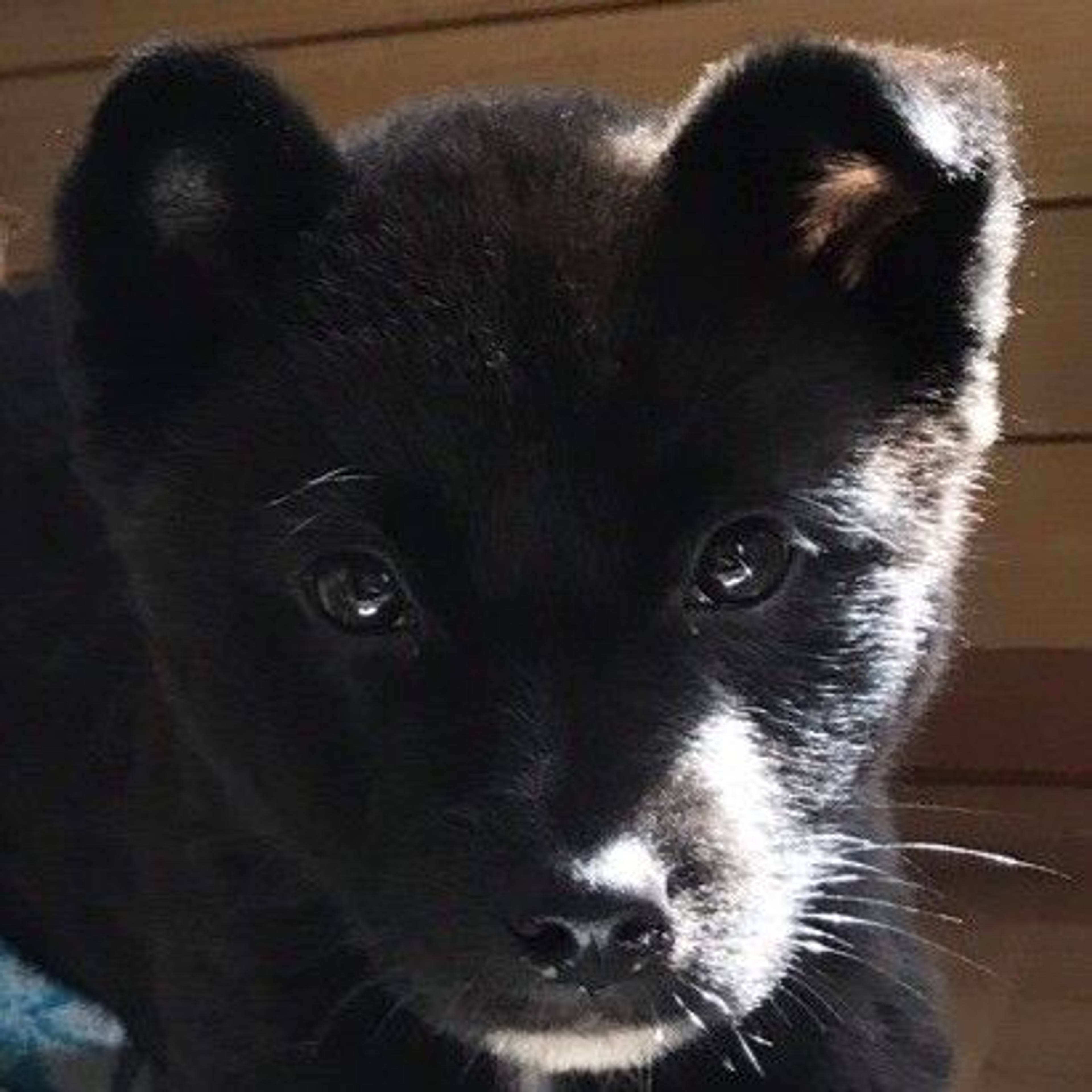 雑種（ミックス犬）・オスの里親募集の写真