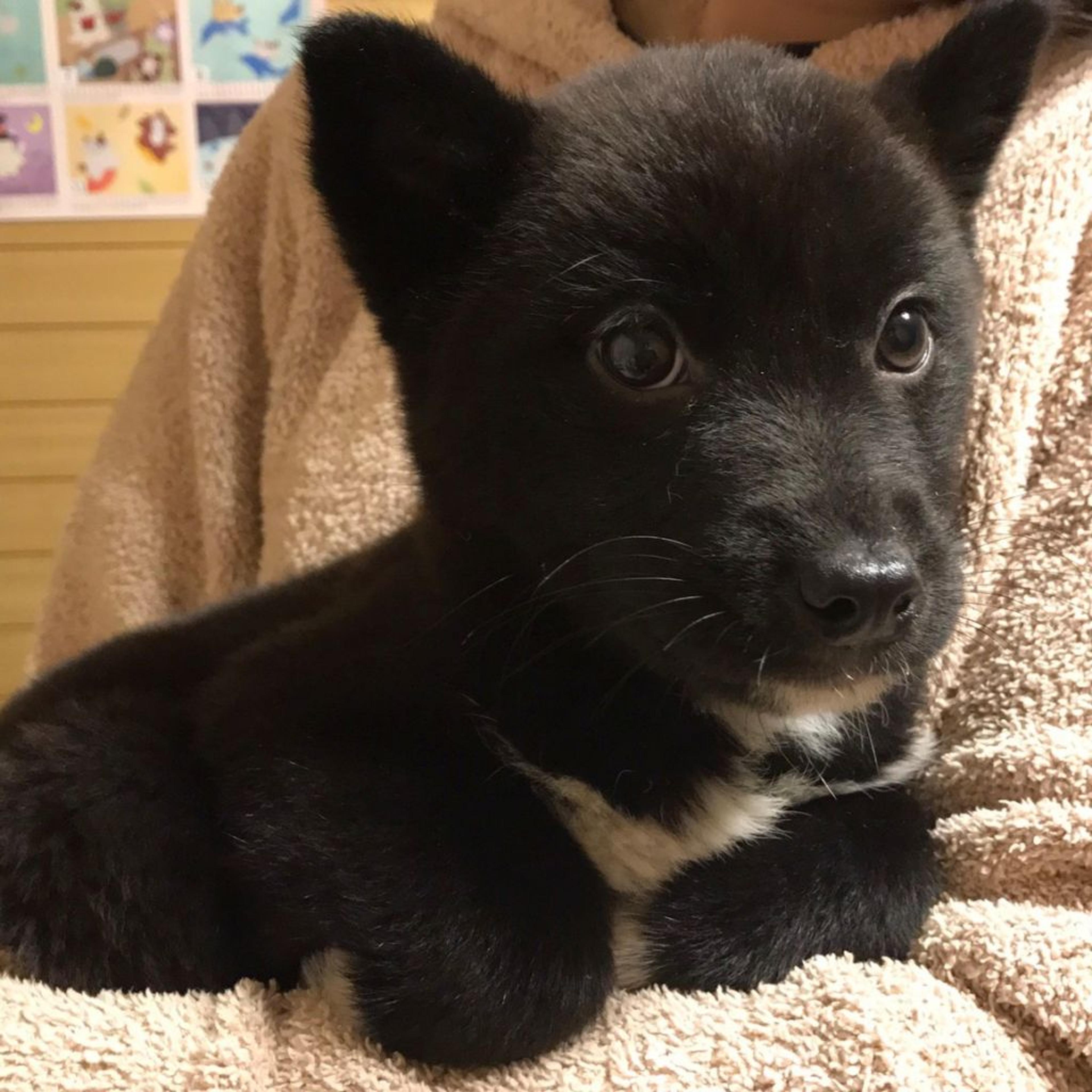 pet-image-3