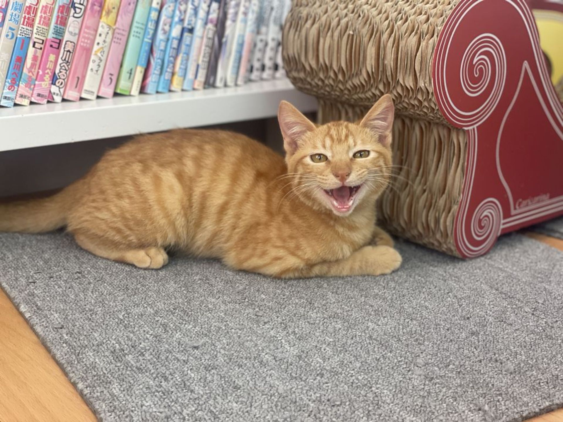 雑種（ミックス猫）・オスの里親募集の写真