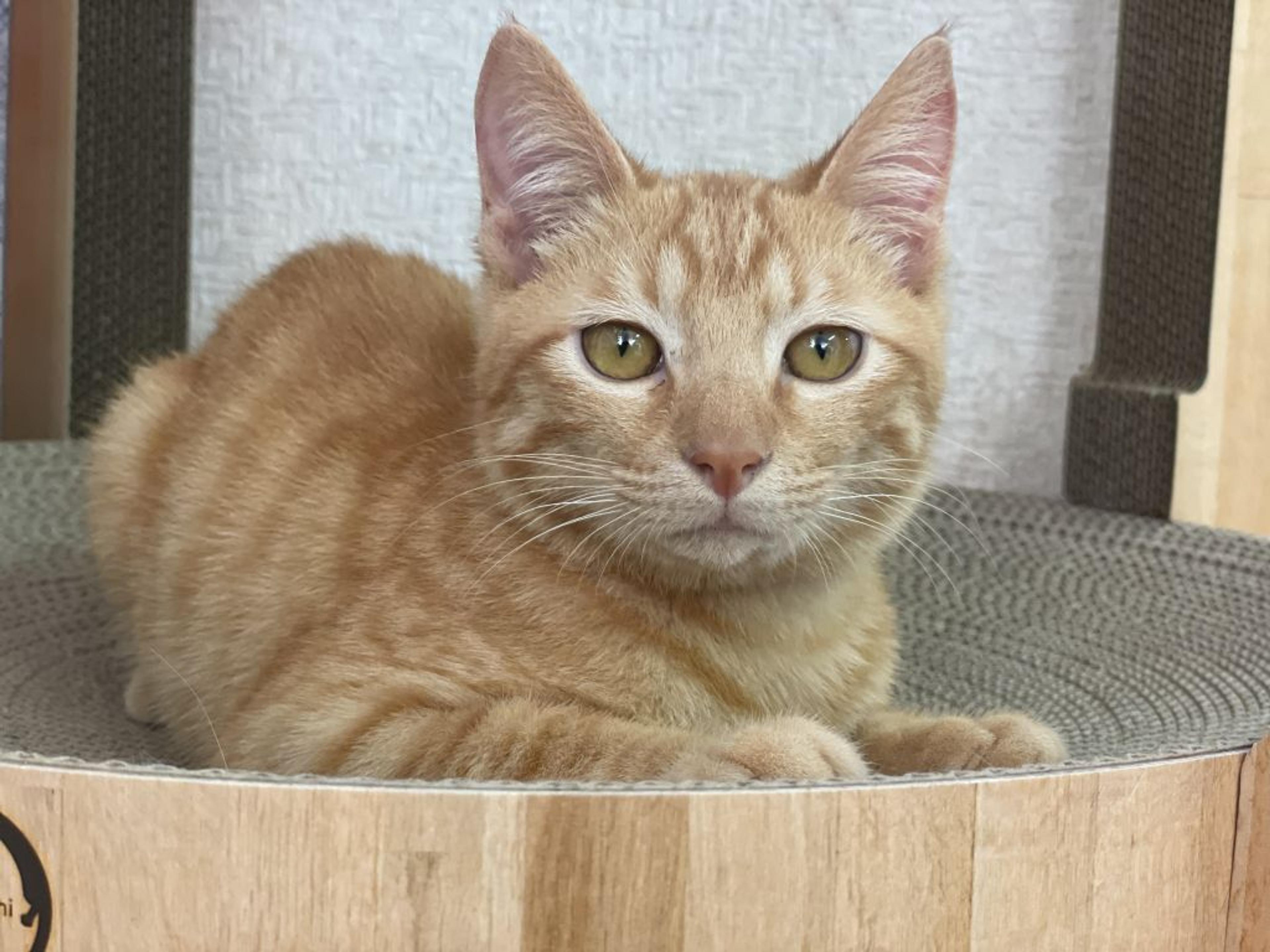 pet-image-2