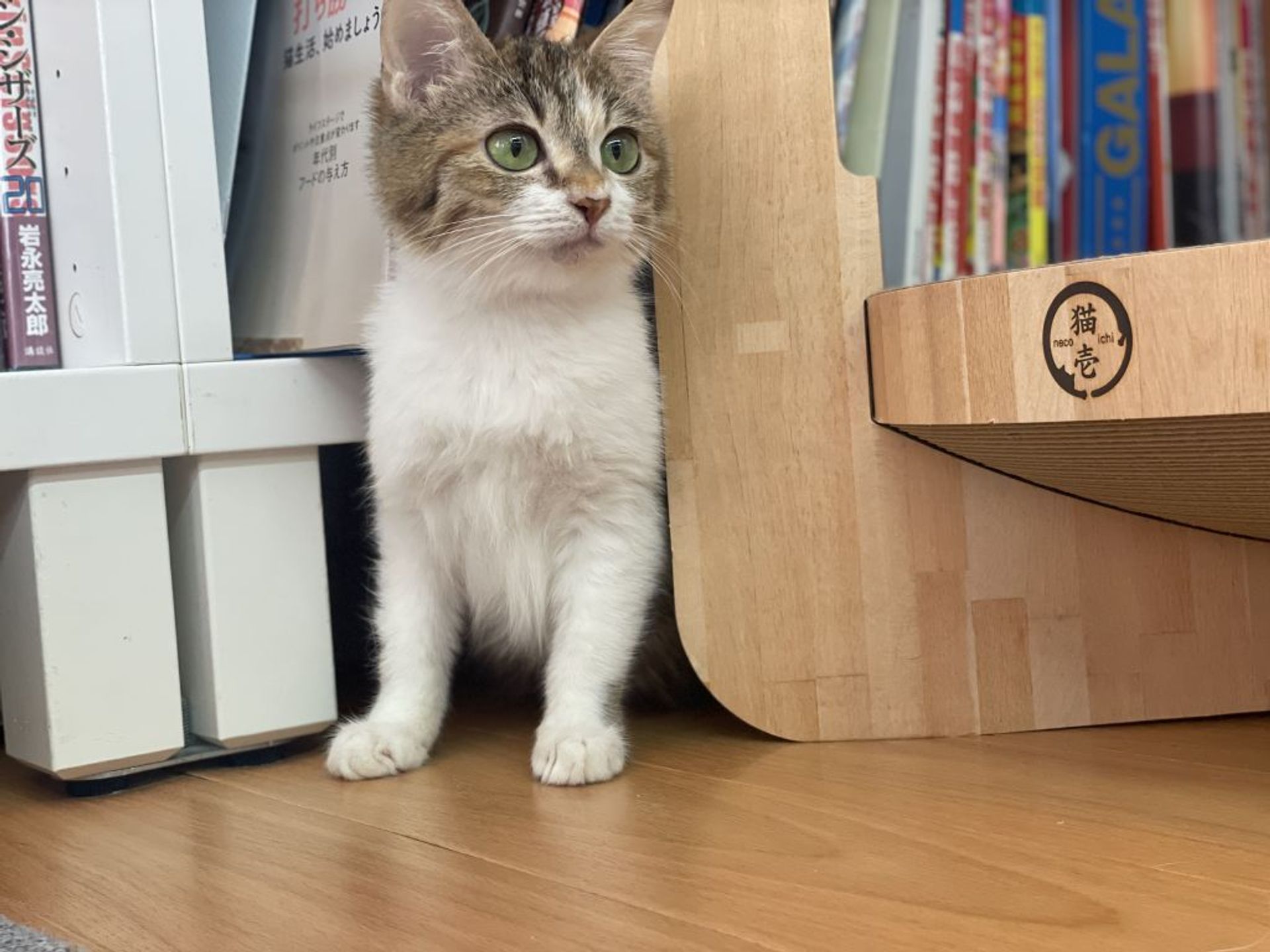 雑種（ミックス猫）・メスの里親募集の写真