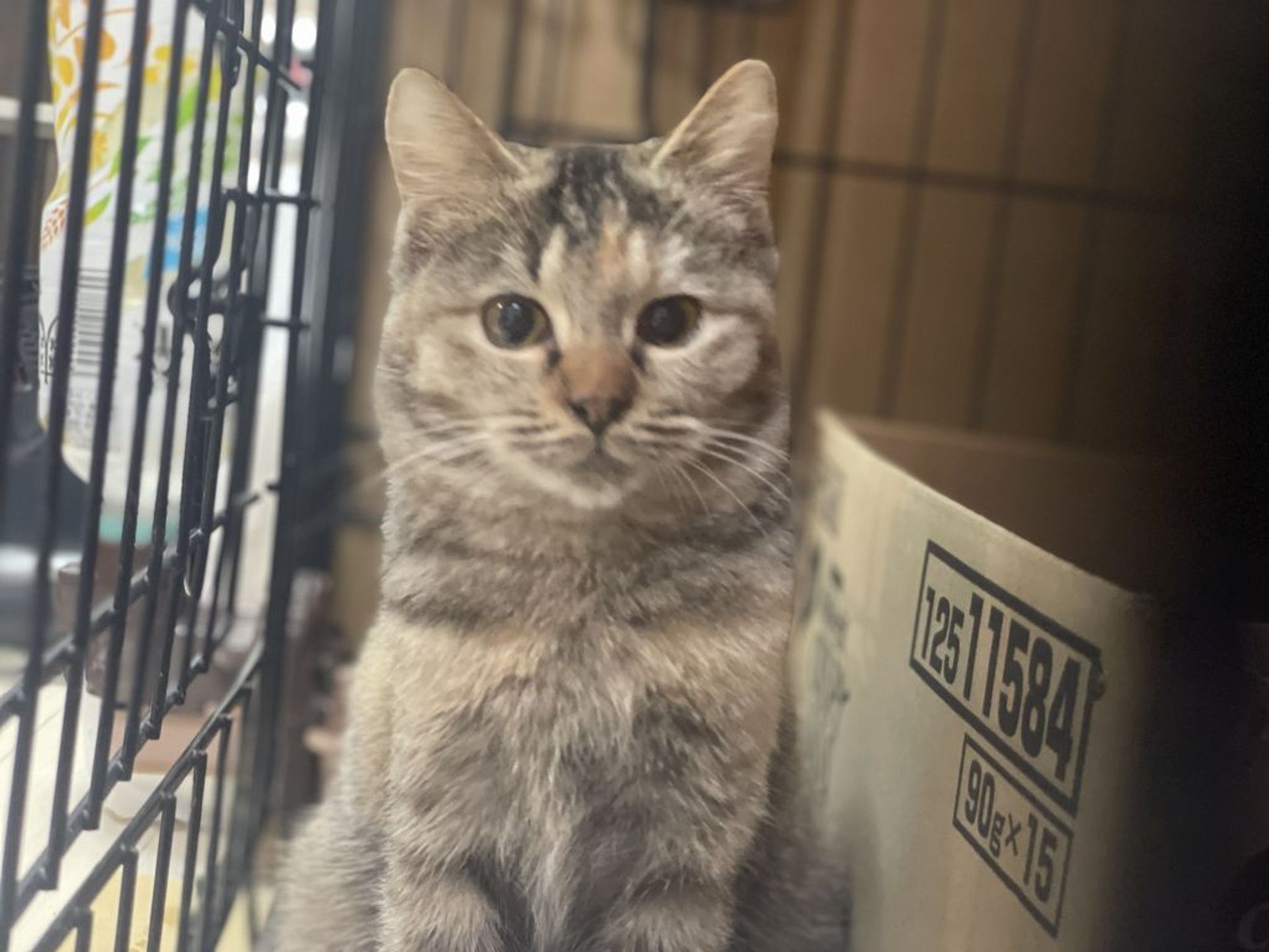 雑種（ミックス猫）・メスの里親募集の写真