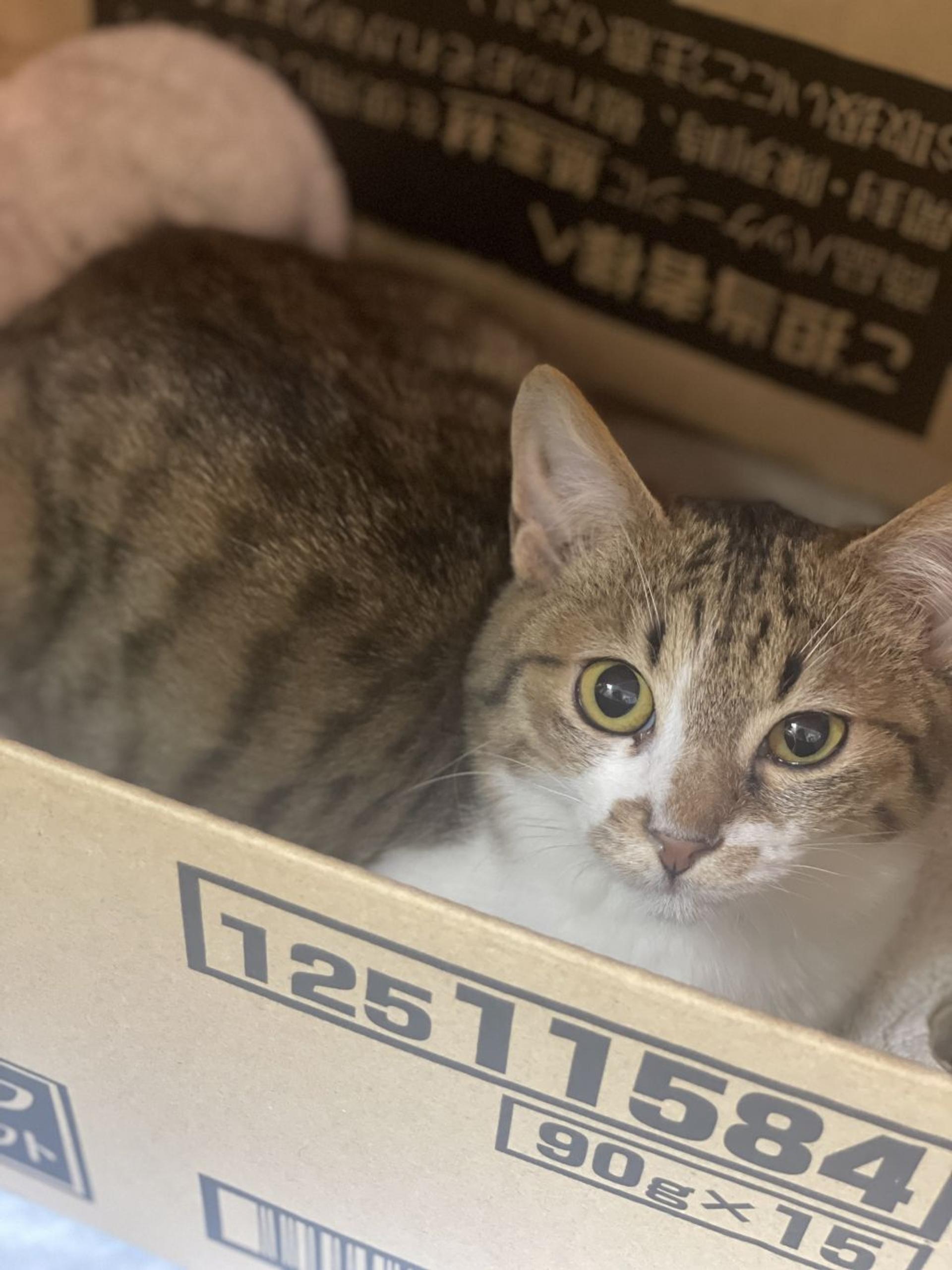 pet-image-2