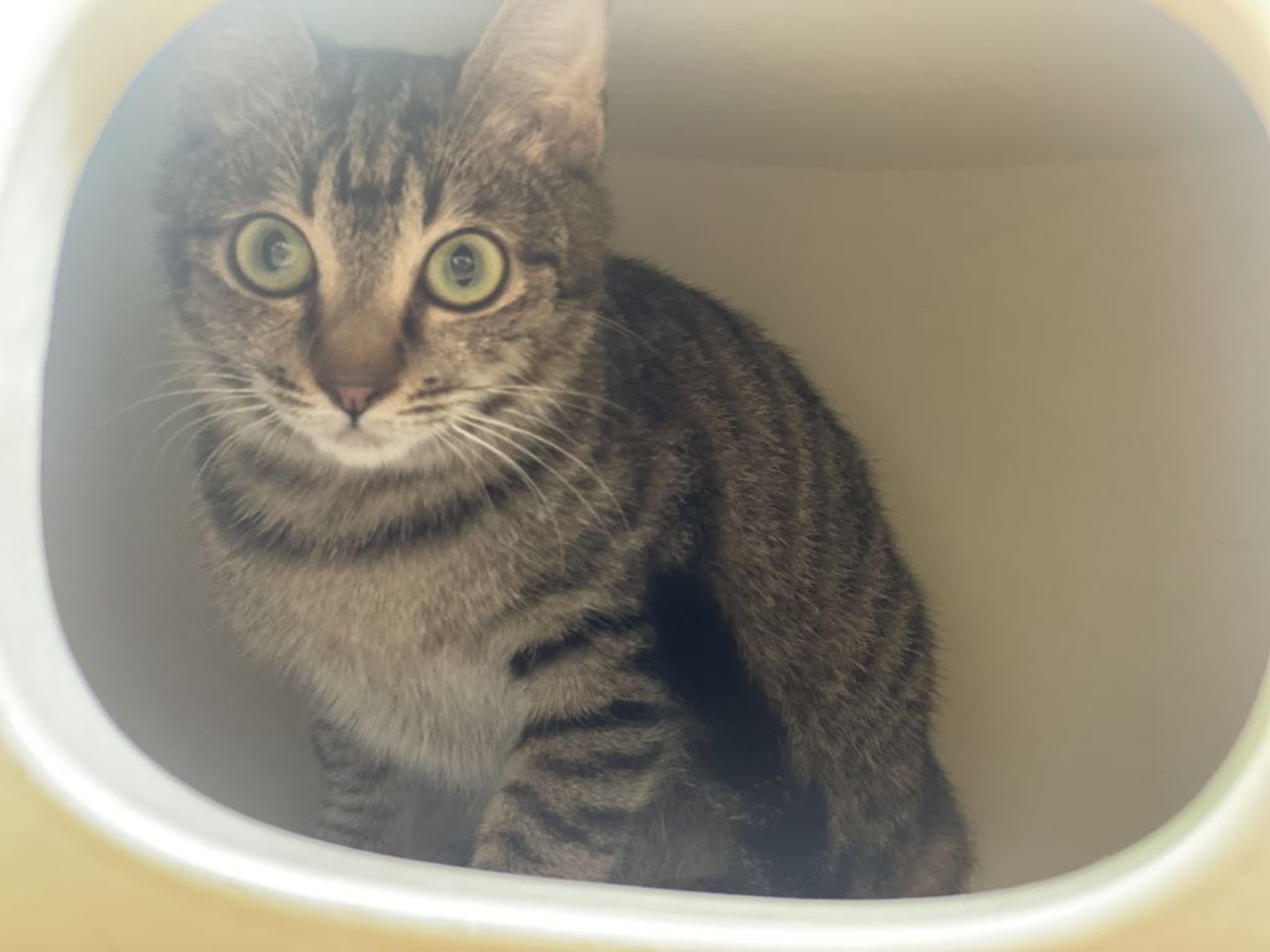 雑種（ミックス猫）・オスの里親募集の写真