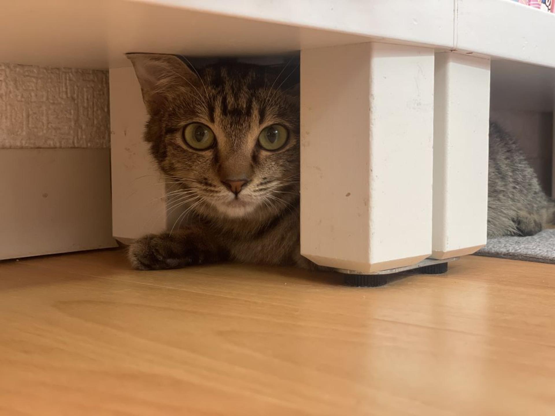 pet-image-2