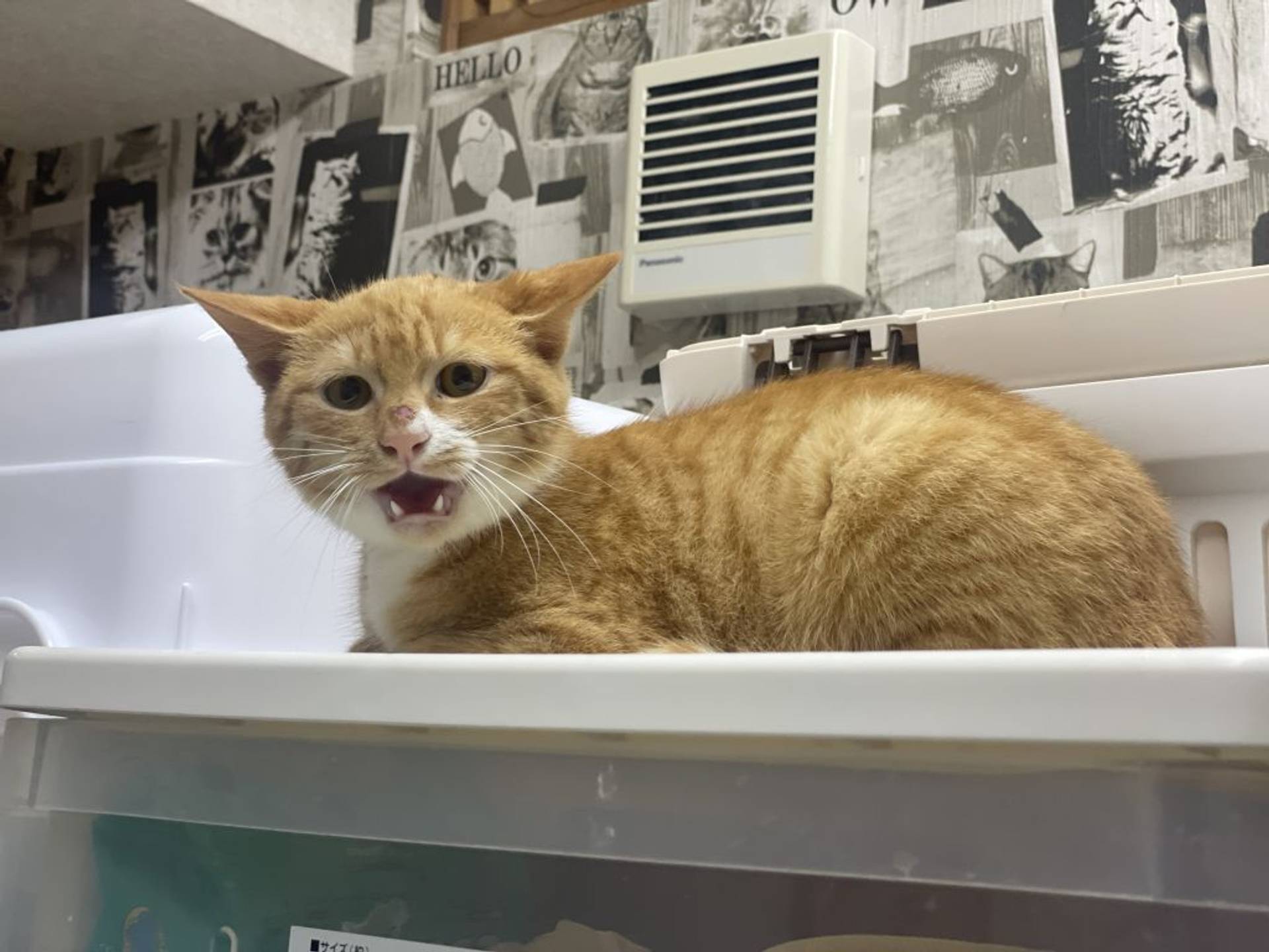 雑種（ミックス猫）・オスの里親募集の写真