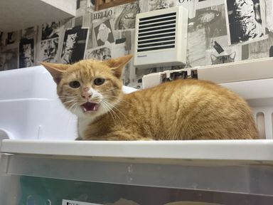じゃがの写真