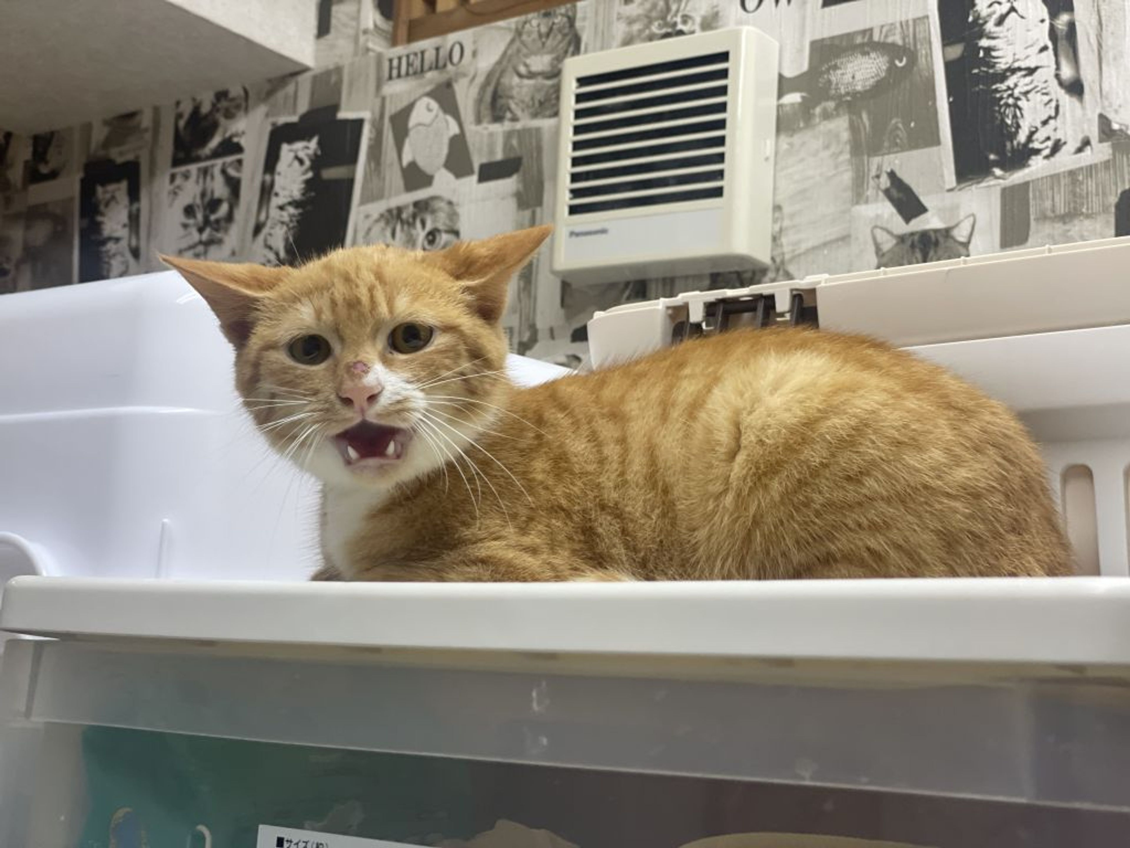 雑種（ミックス猫）・オスの里親募集の写真