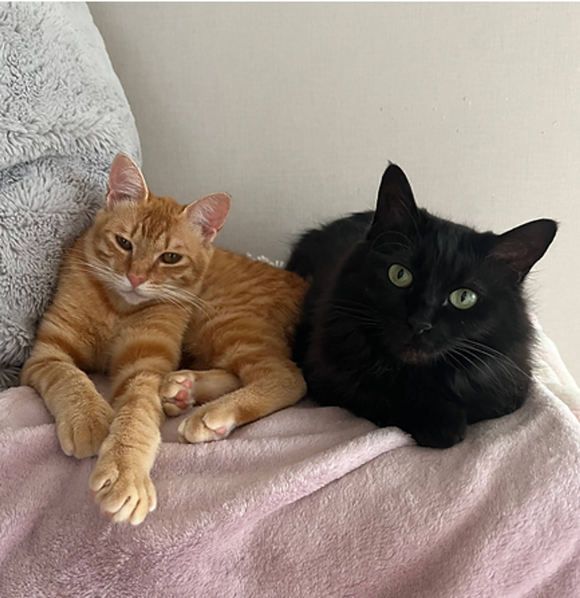 雑種（ミックス猫）・メスの里親募集の写真