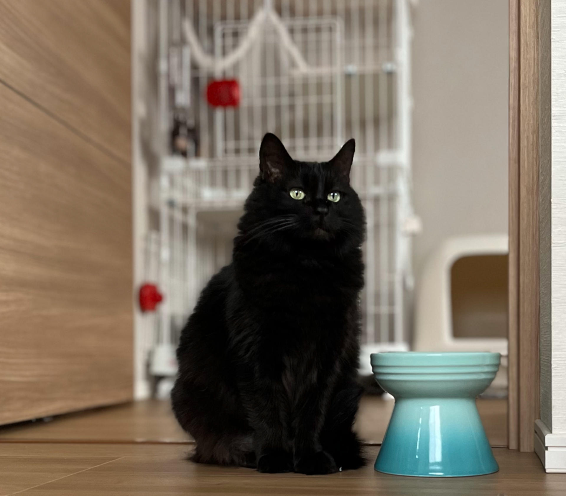 pet-image-2