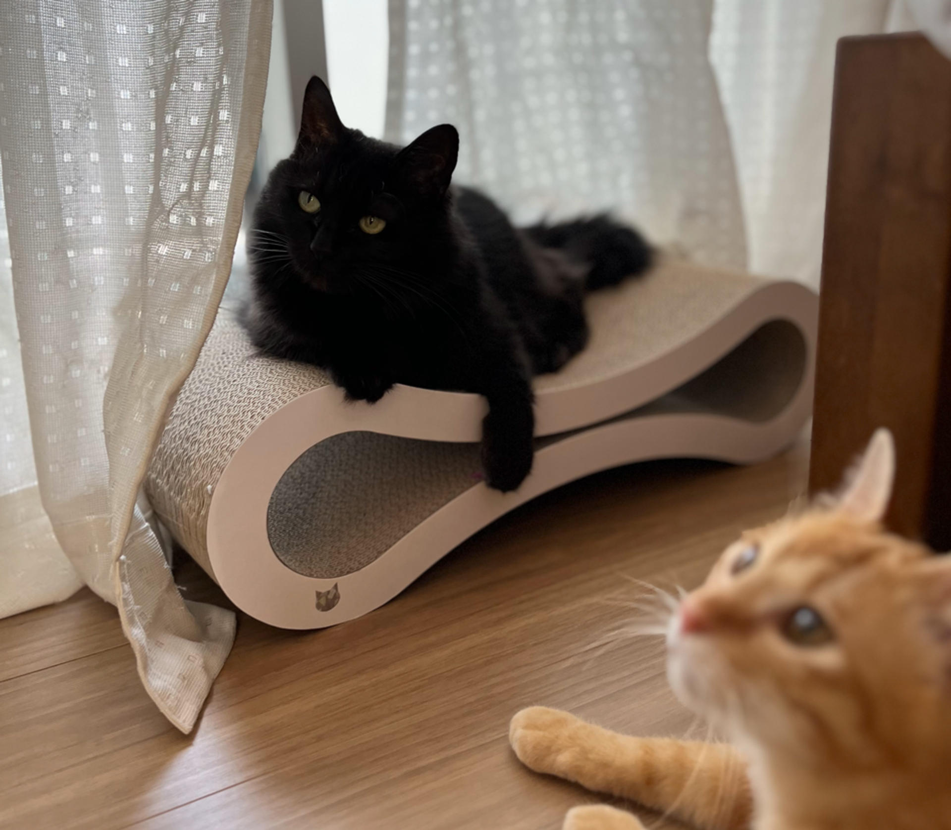 pet-image-6