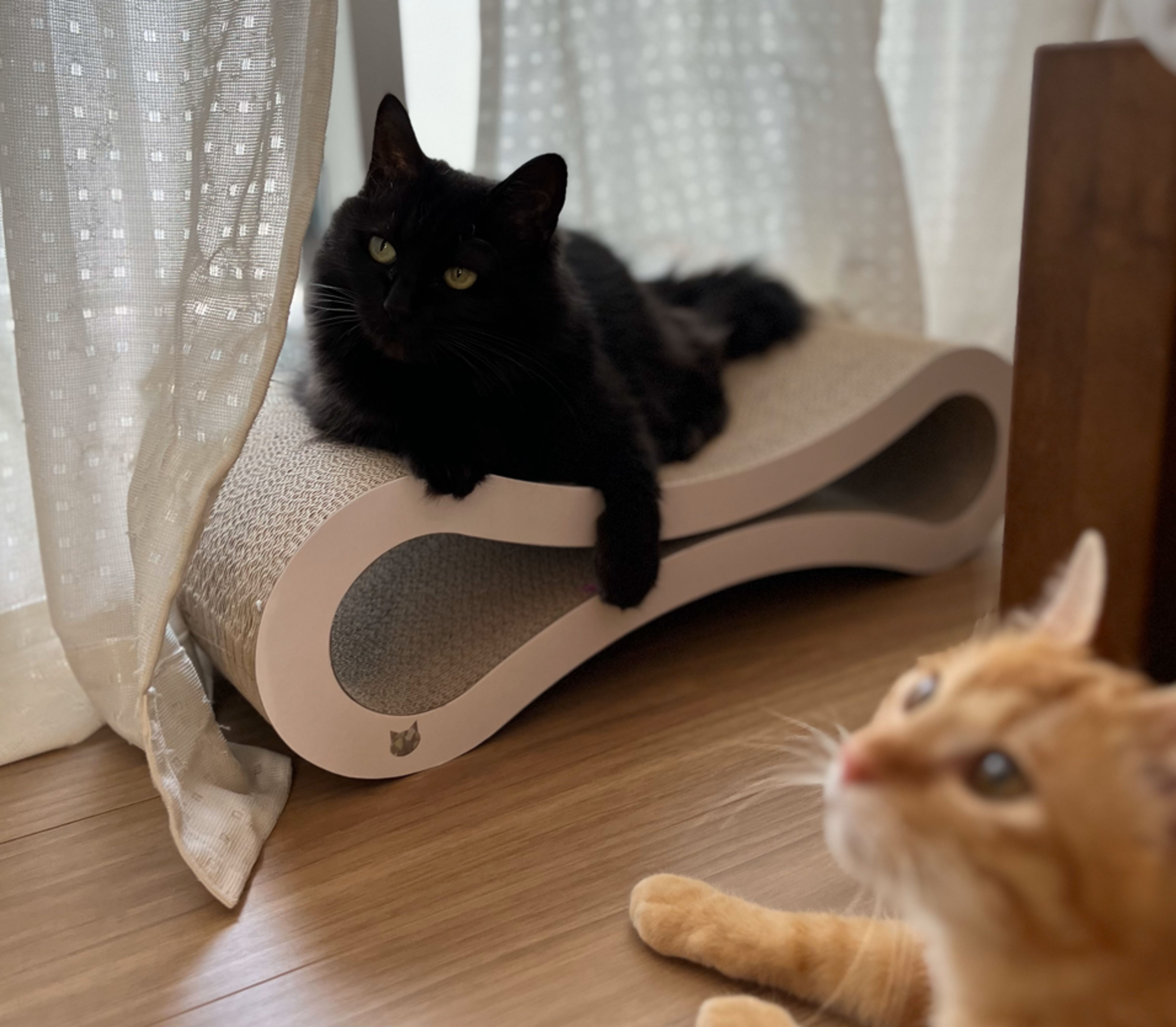 pet-image-6