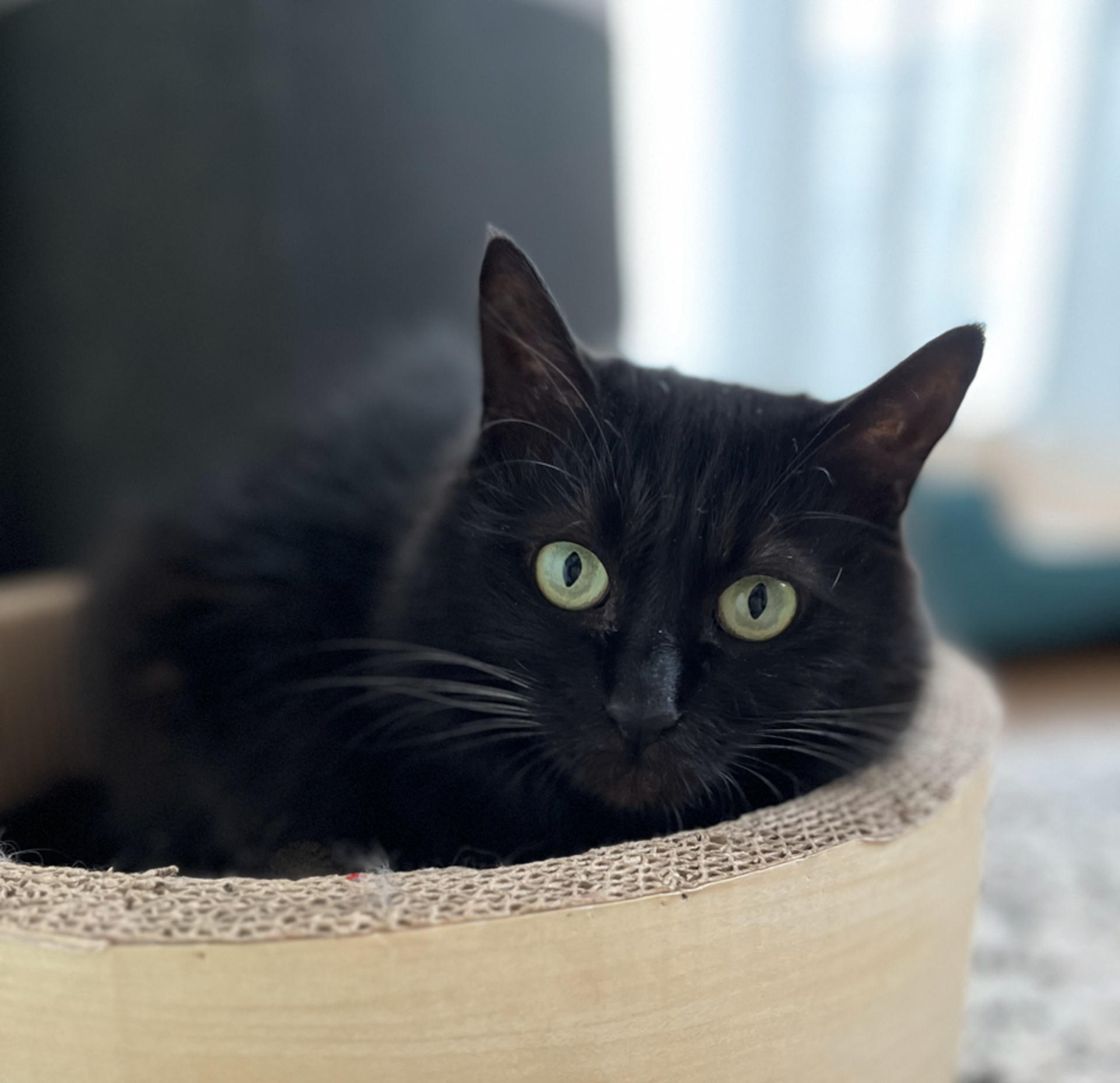 pet-image-10