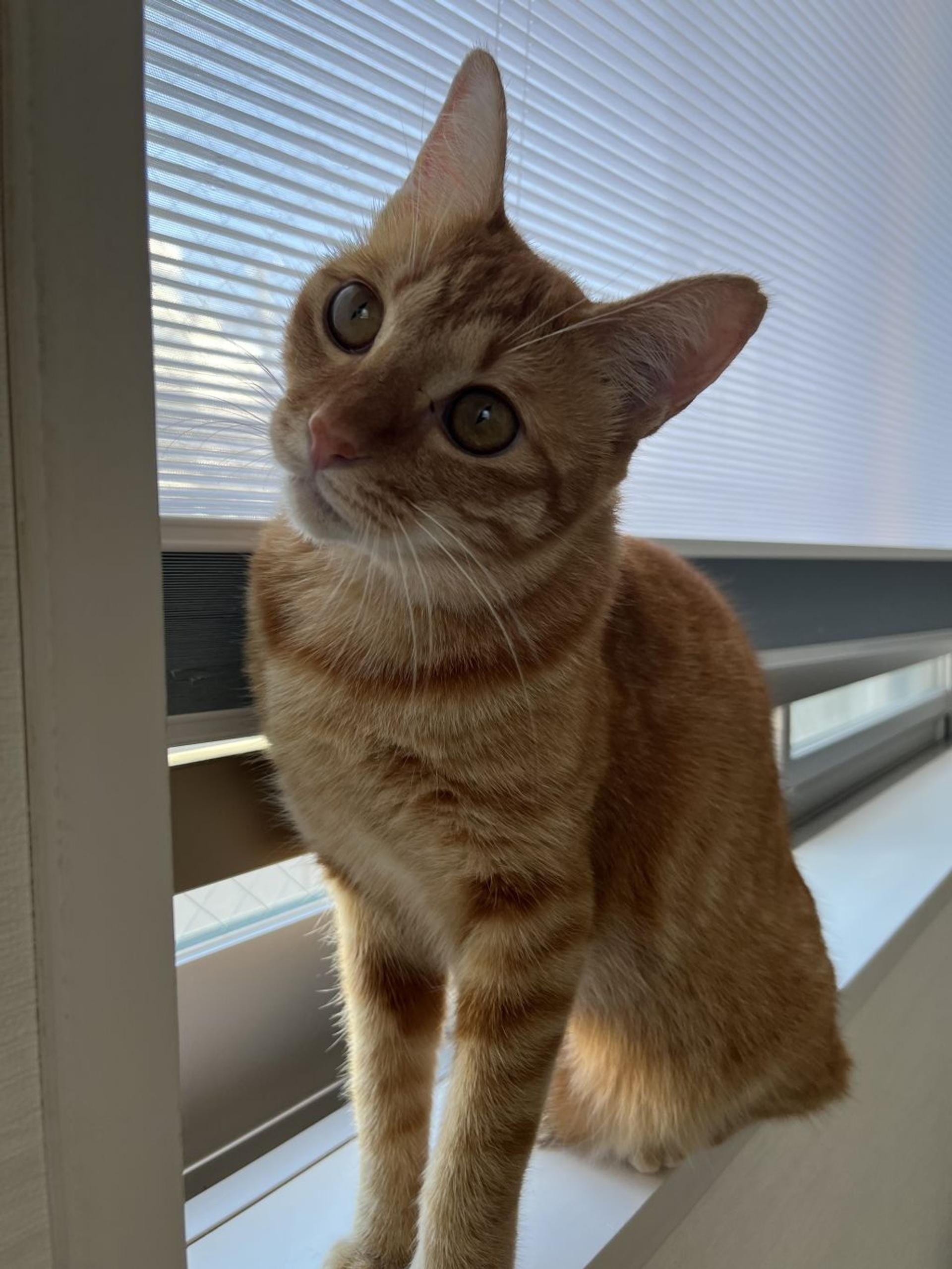 pet-image-3