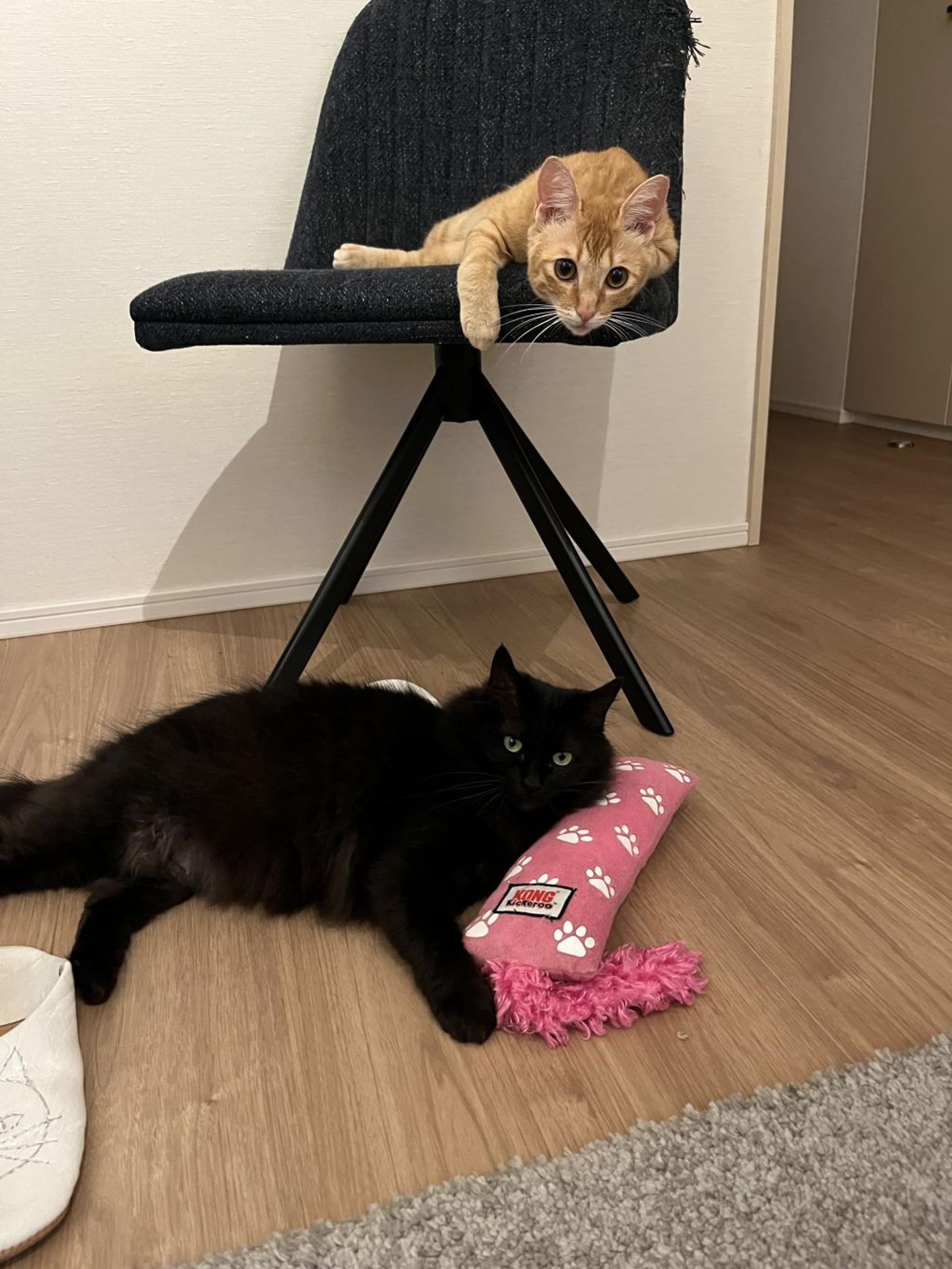 pet-image-7