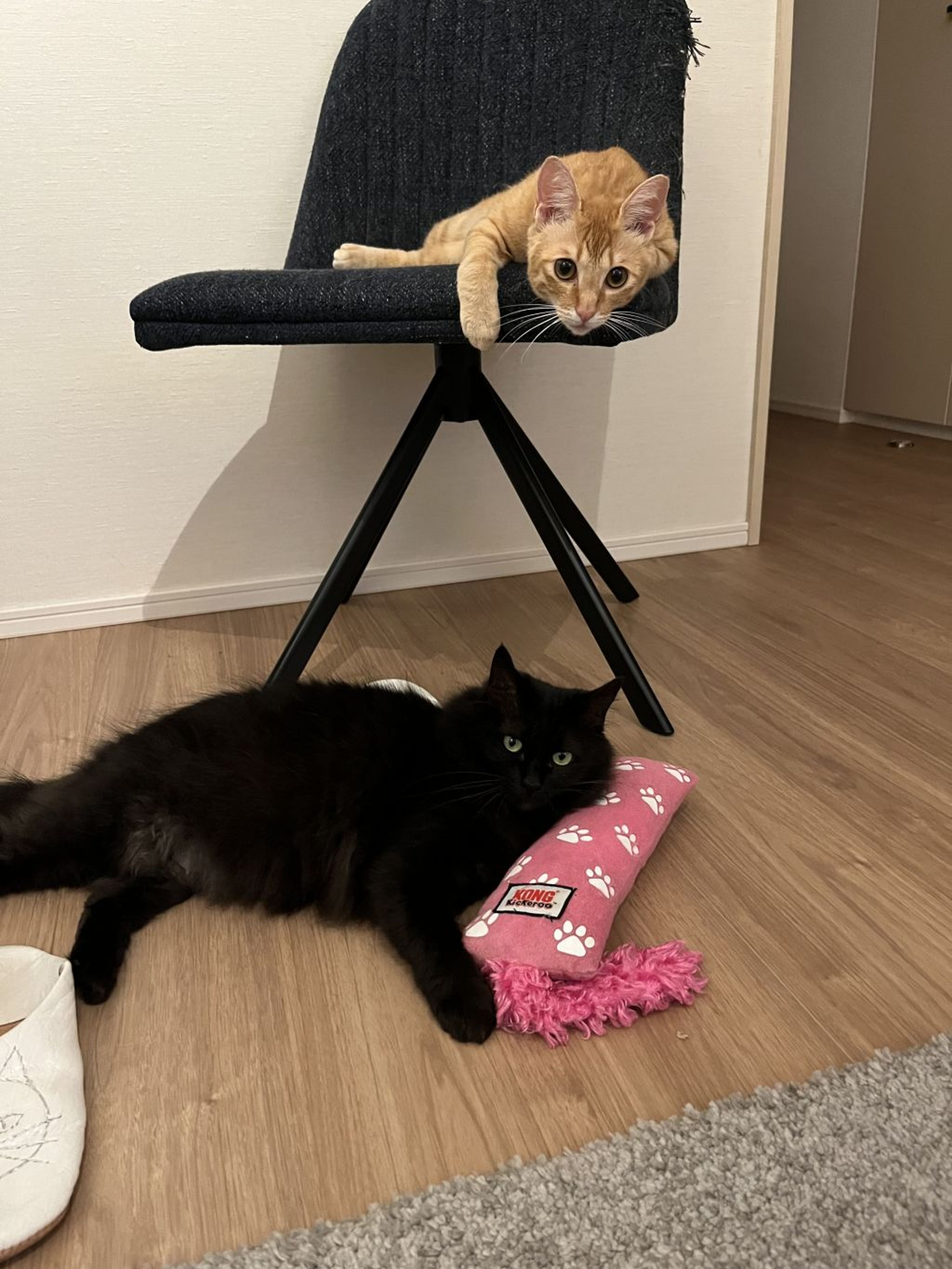 pet-image-7