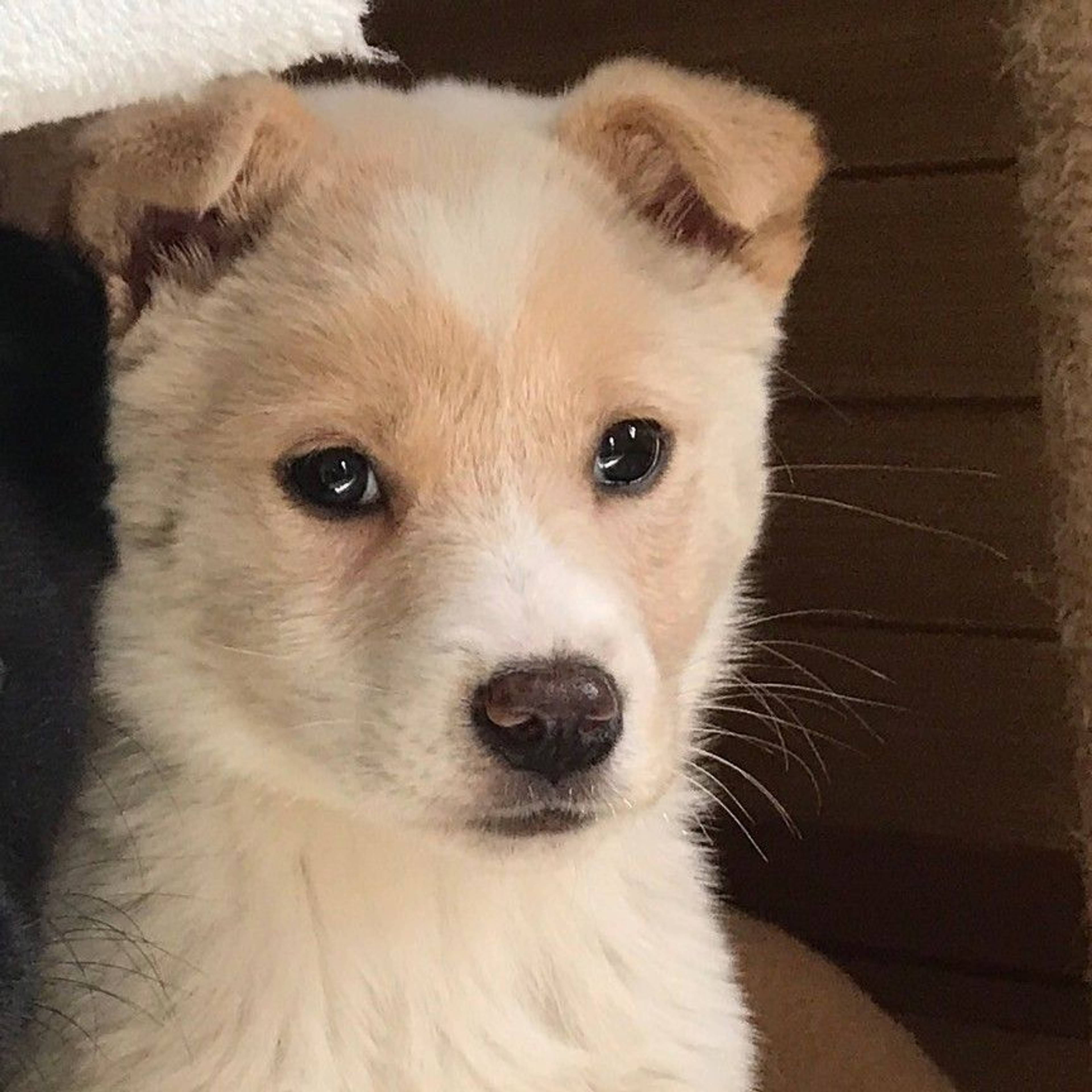 雑種（ミックス犬）・メスの里親募集の写真