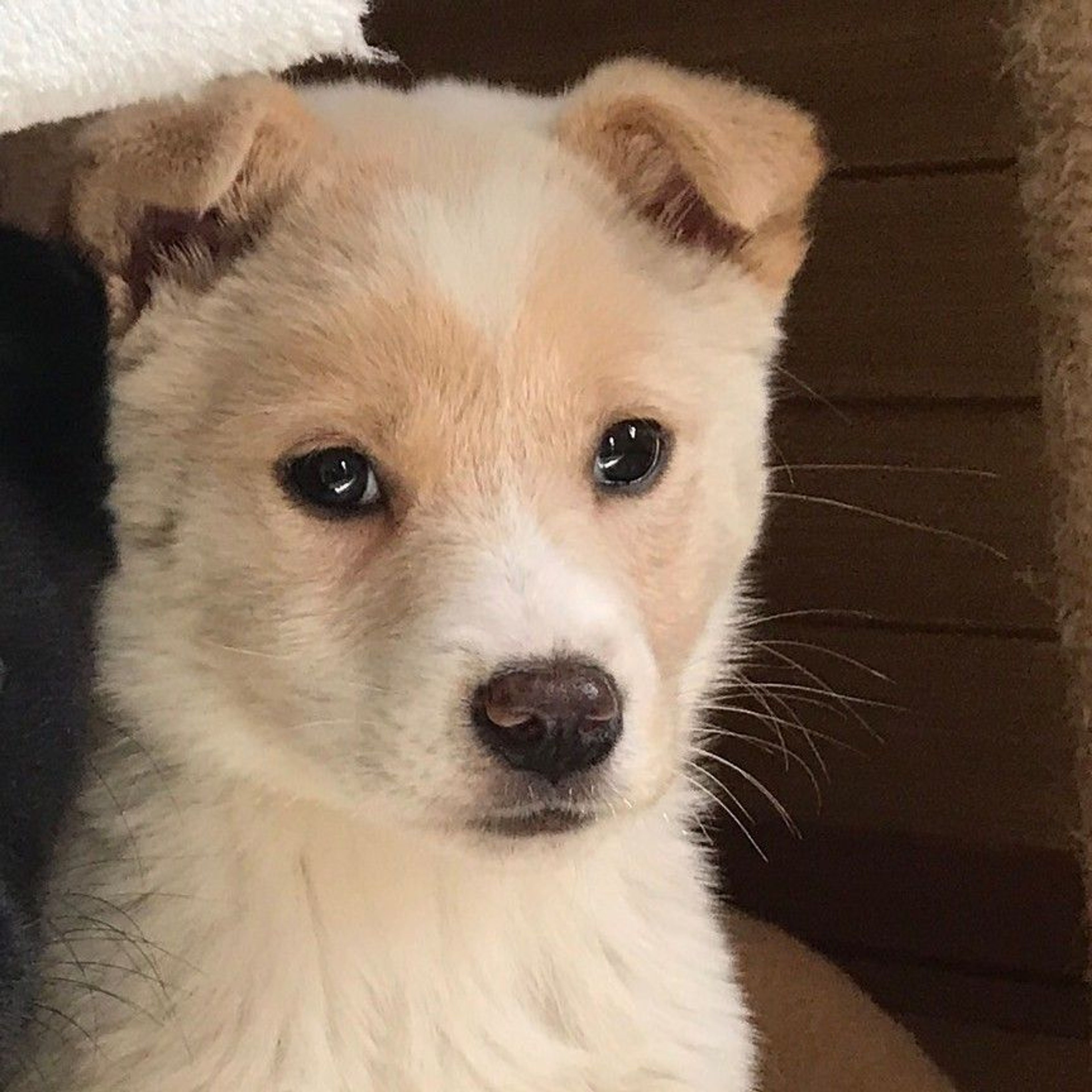 雑種（ミックス犬）・メスの里親募集の写真