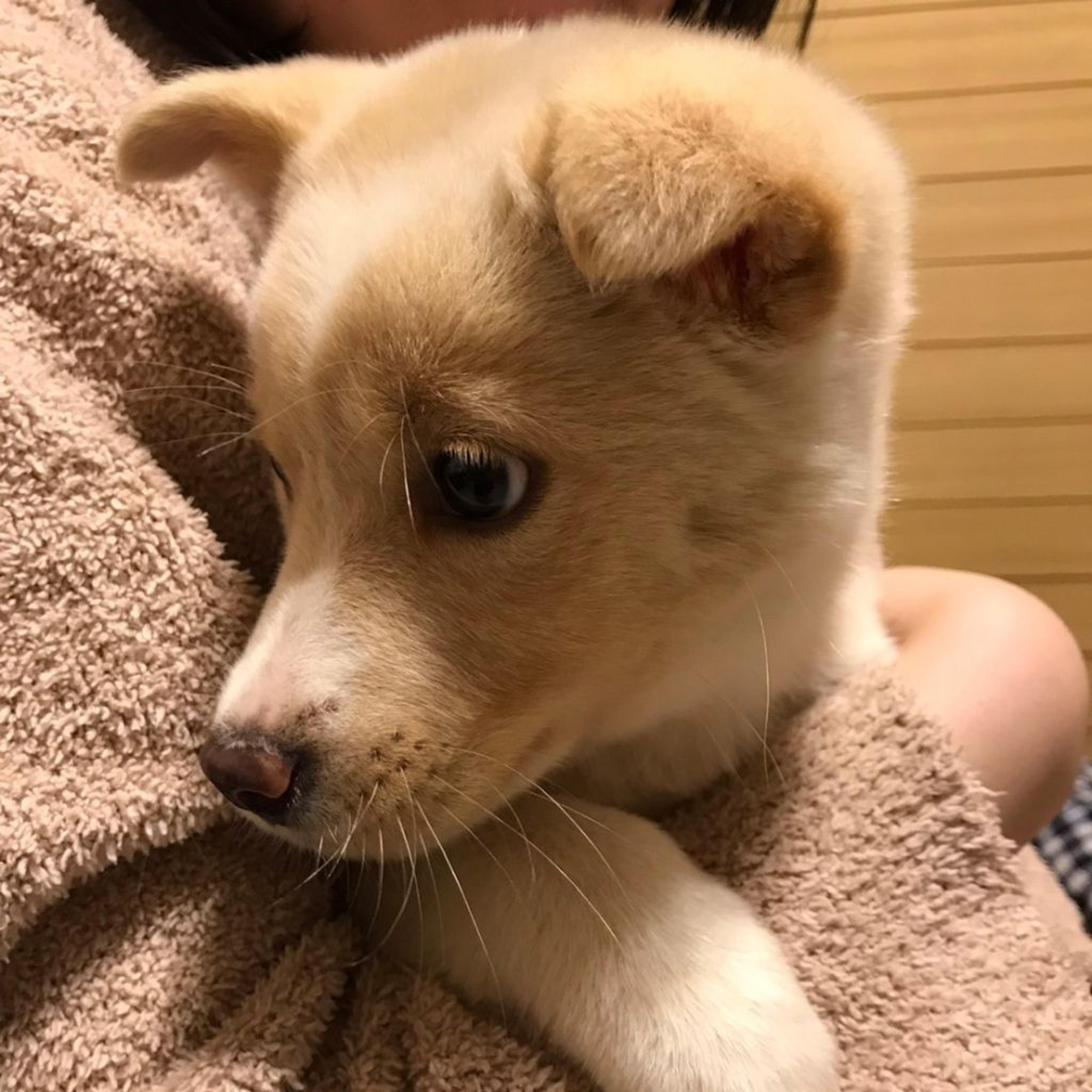 pet-image-3