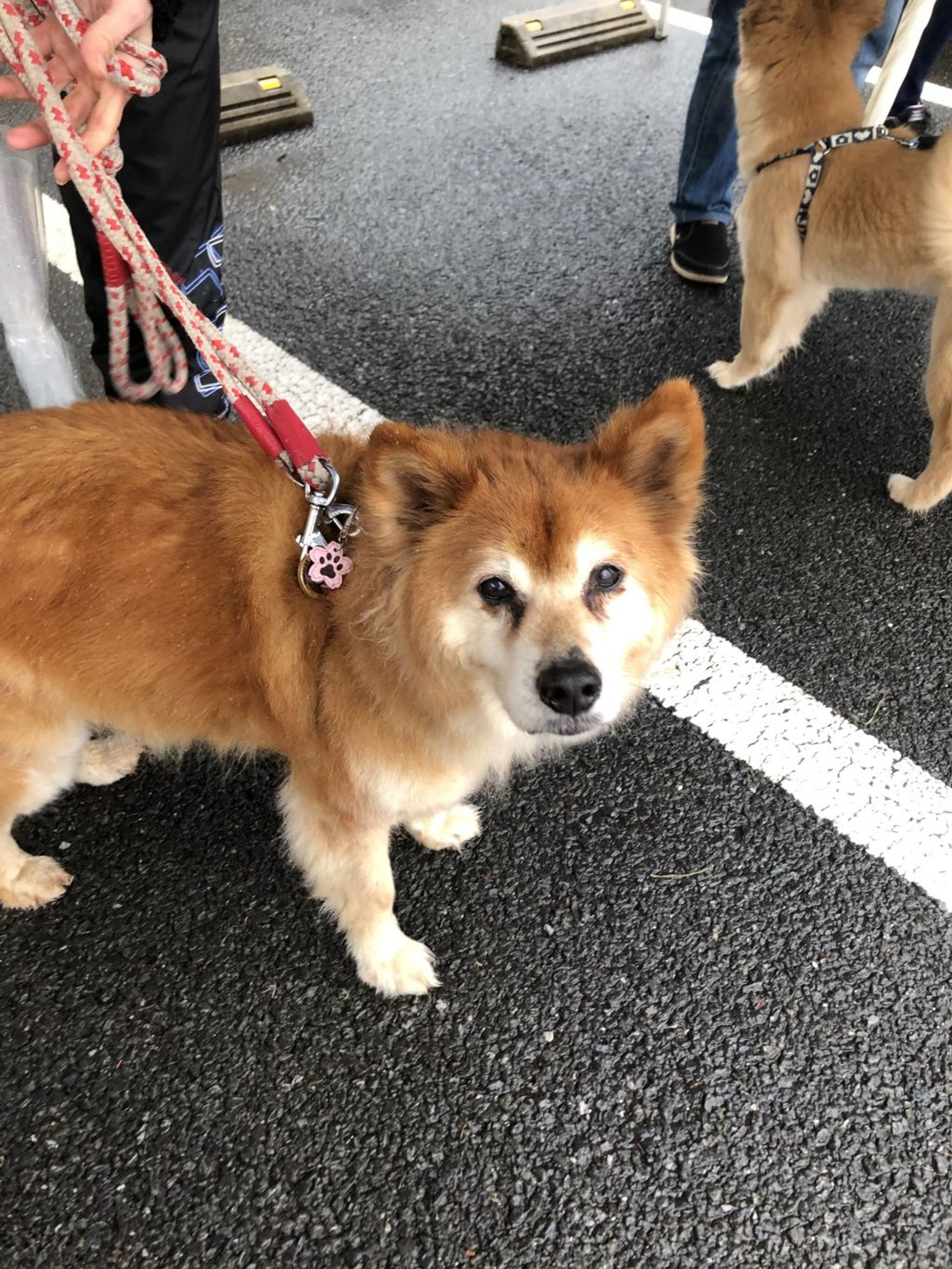 雑種（ミックス犬）・オスの里親募集の写真