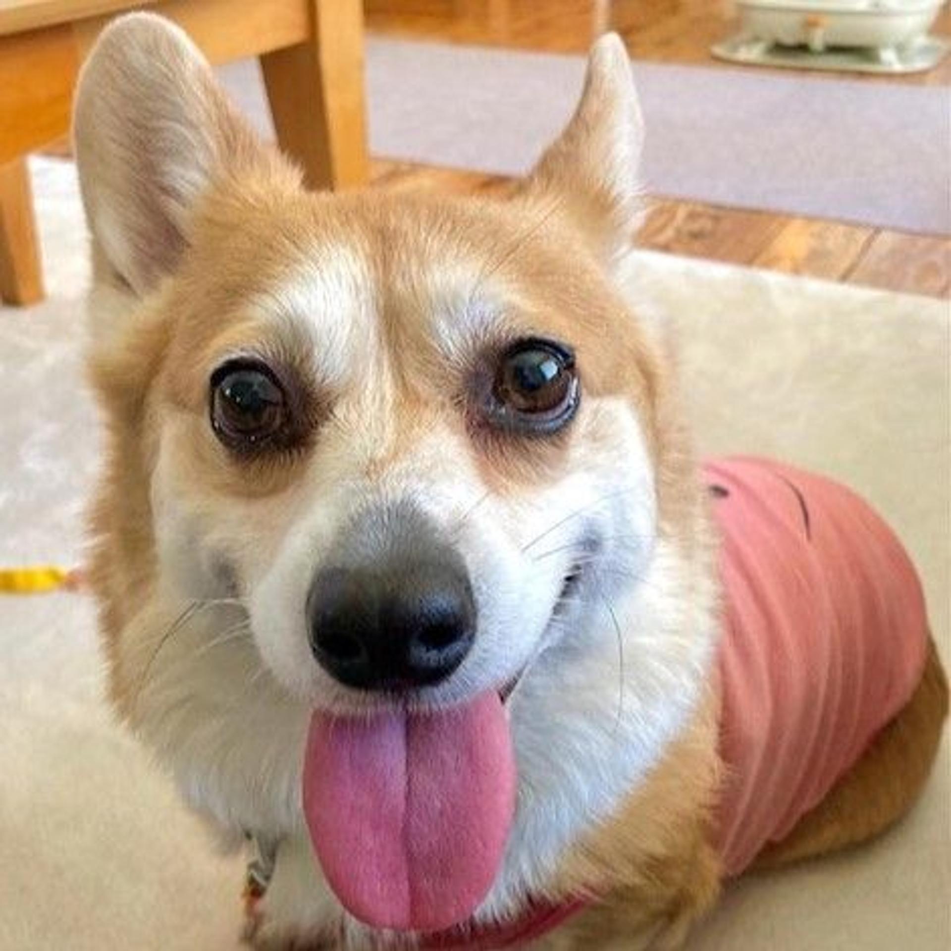 pet-image-2