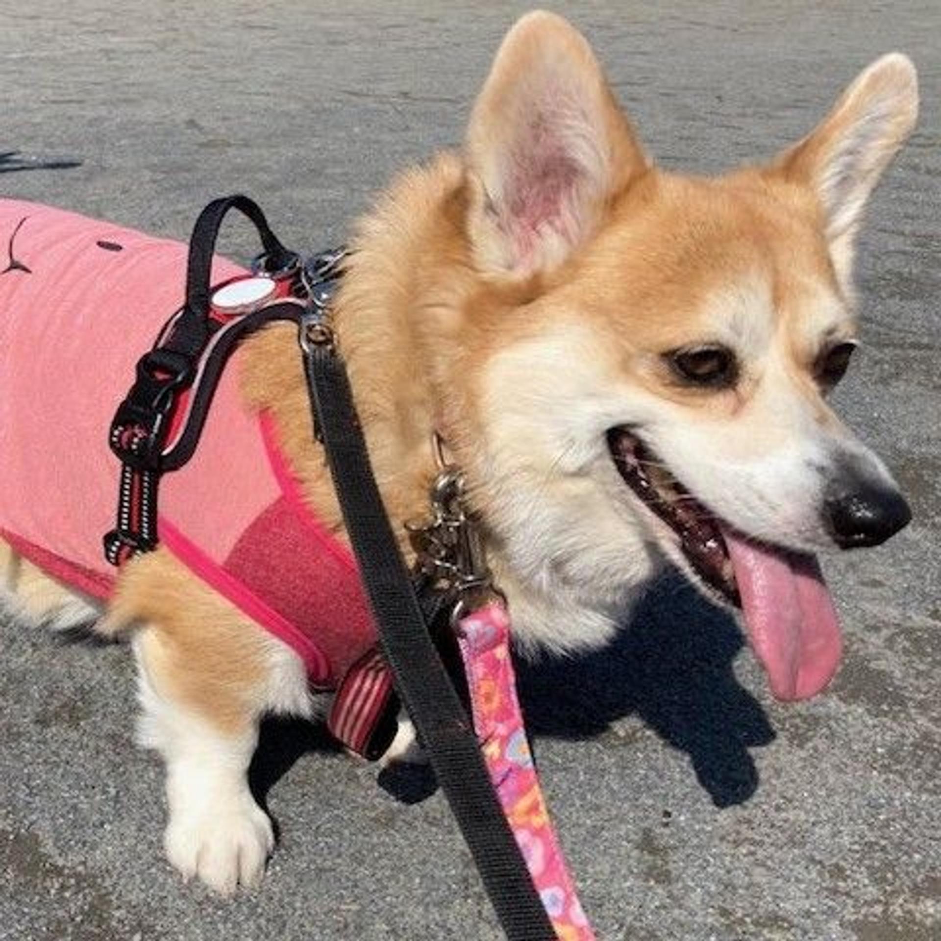 pet-image-3