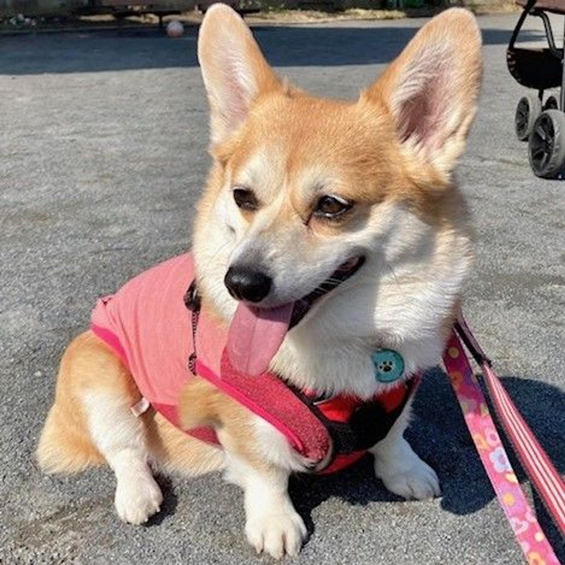 pet-image-4