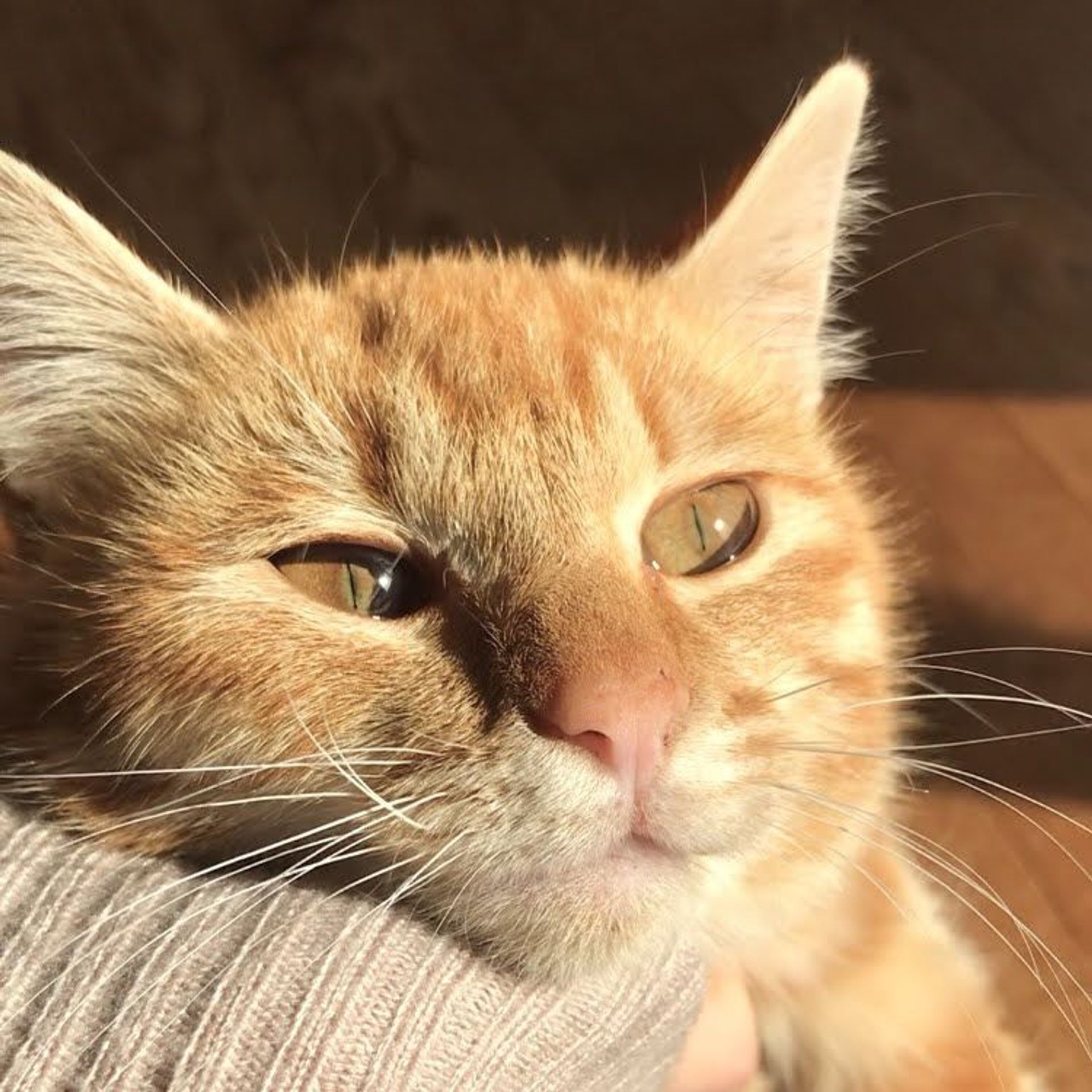 雑種（ミックス猫）・メスの里親募集の写真