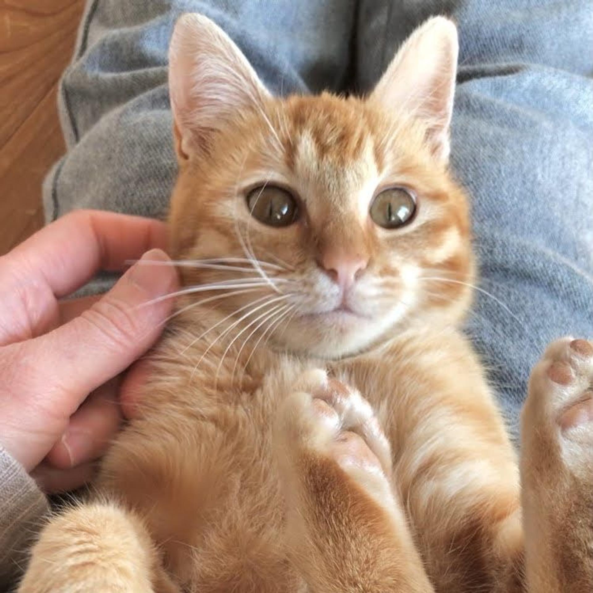 pet-image-2