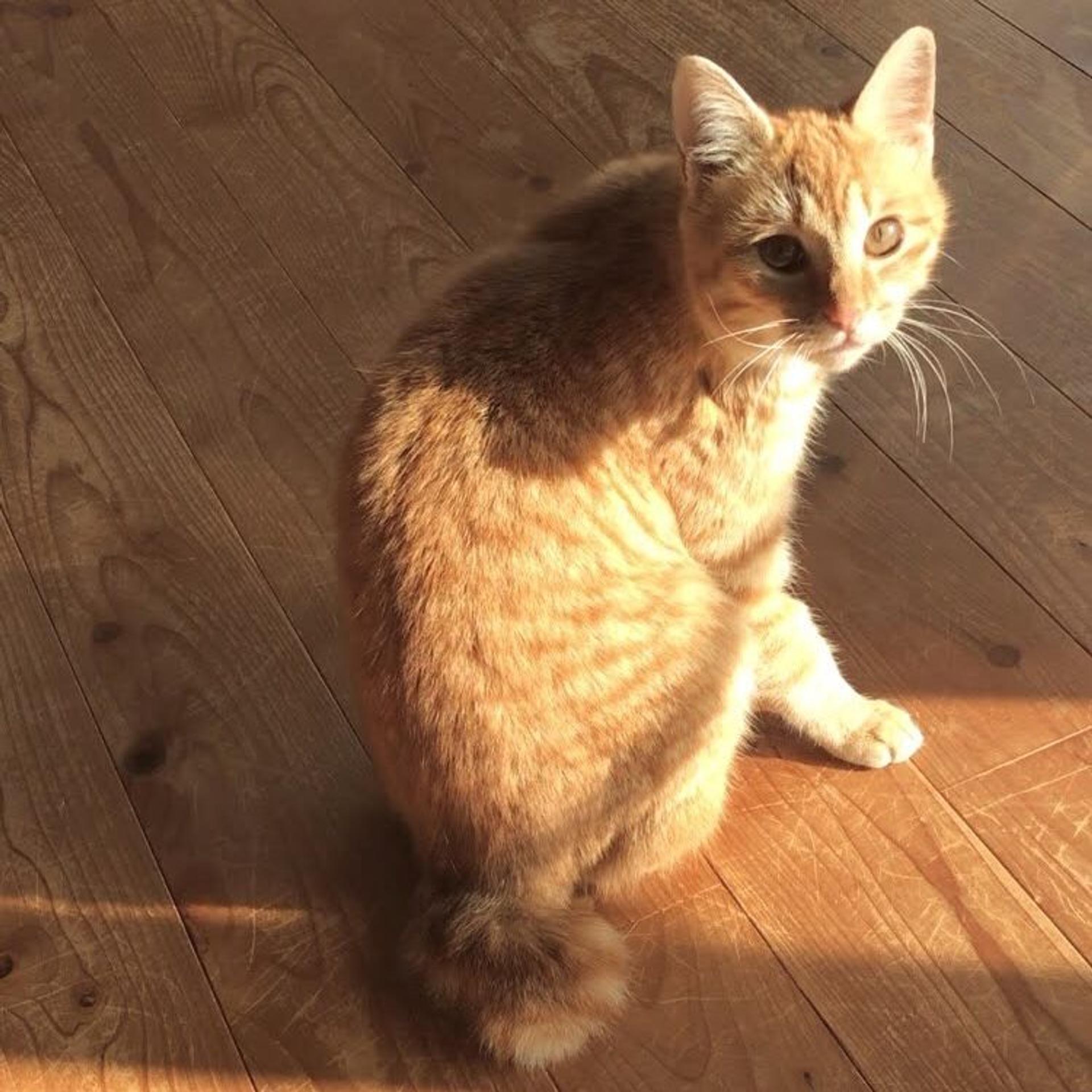 pet-image-3