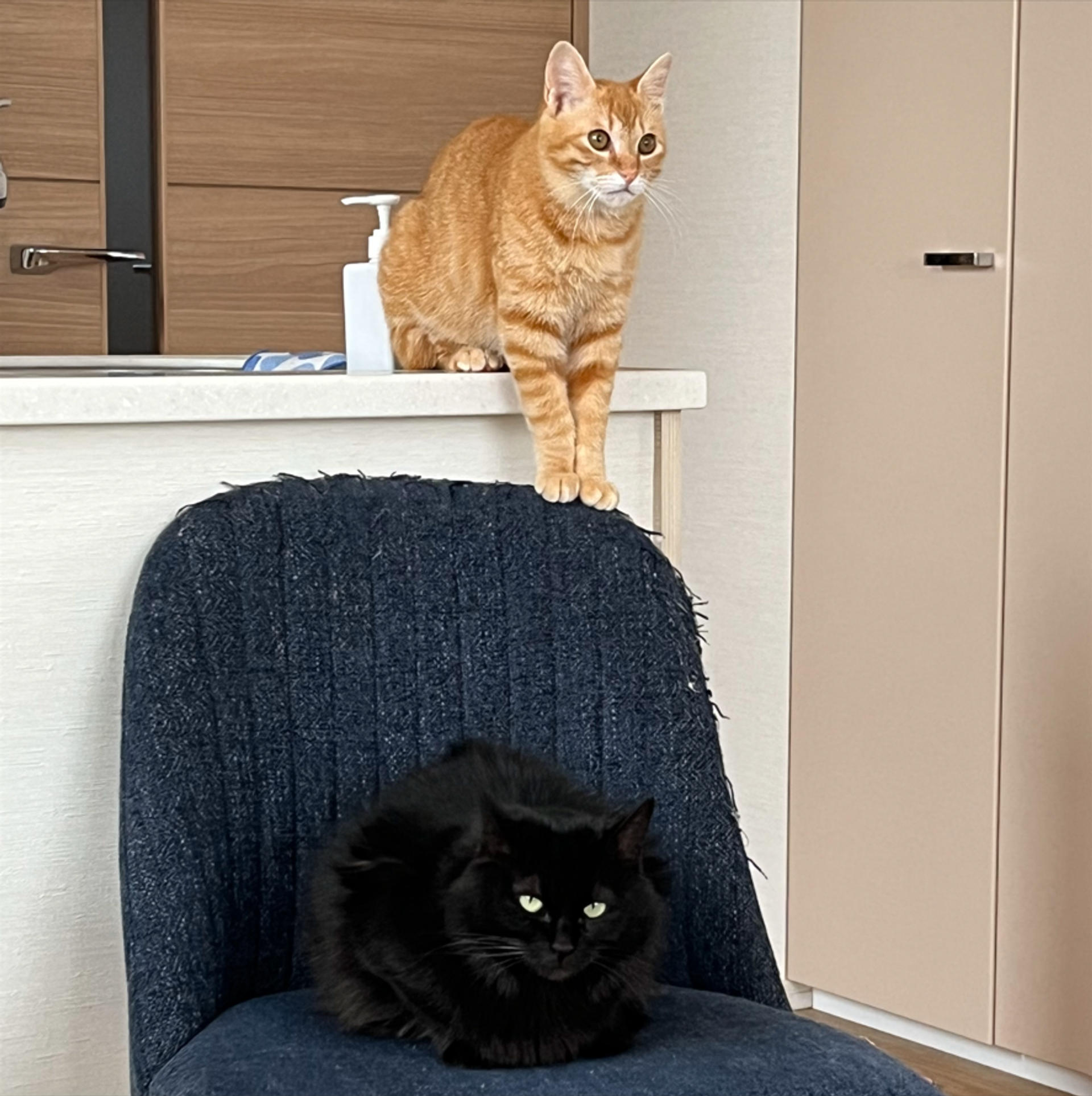 pet-image-4