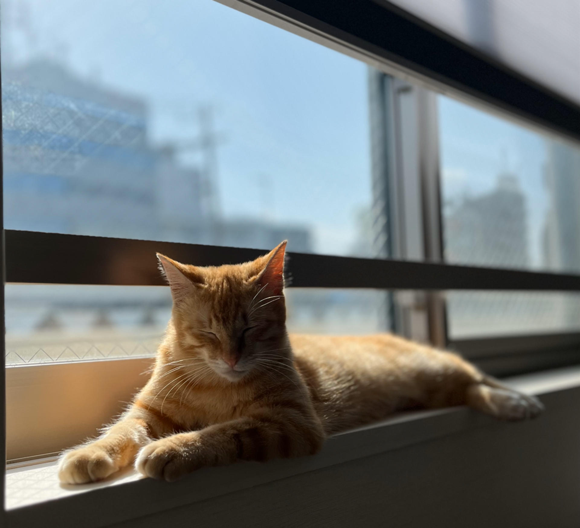 pet-image-5